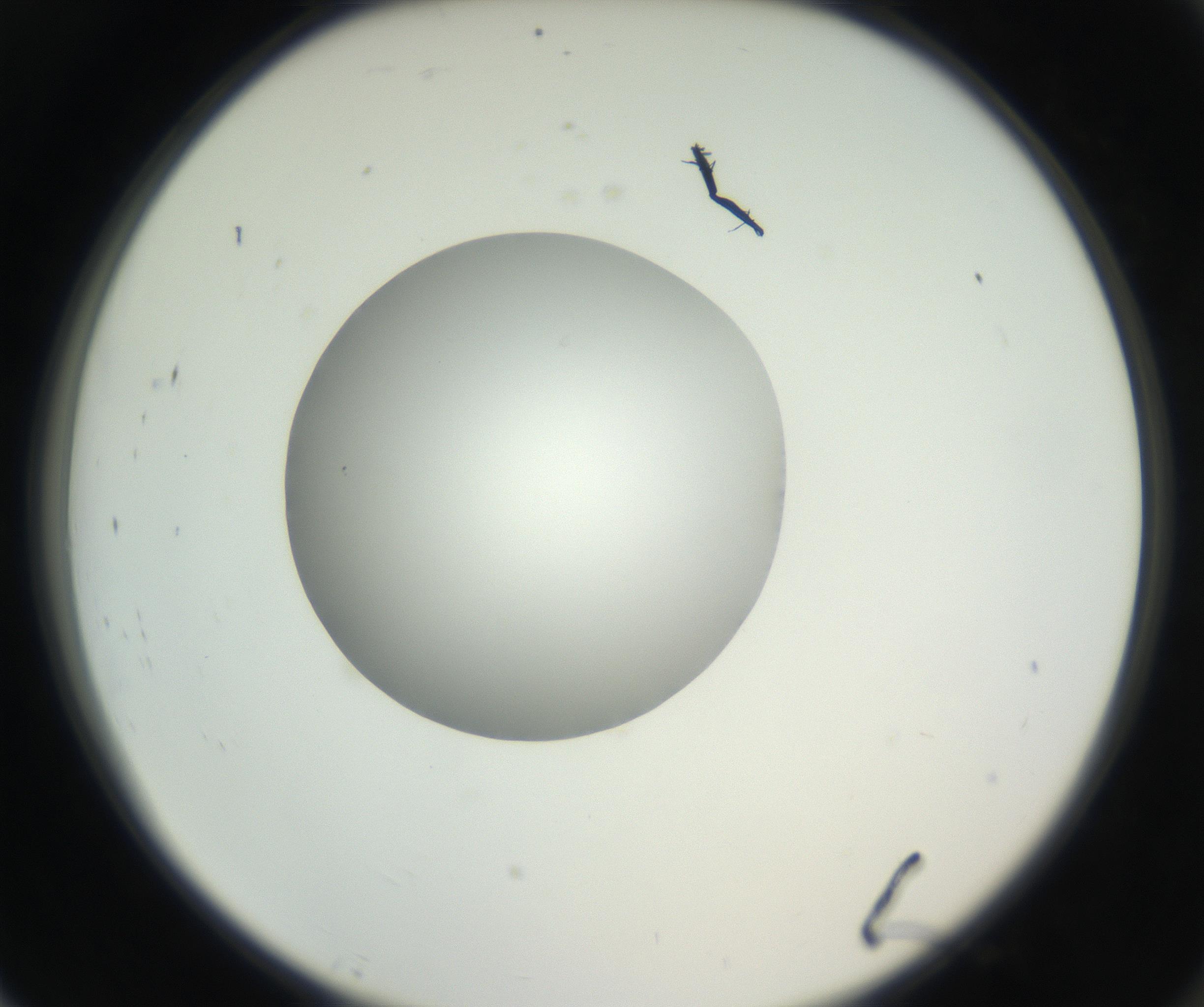 RI01_03_000_0212_Proj1_Clon1_MC_0000MC102636_003_160814_07_08_02_00_99_002_001_RAI.jpg