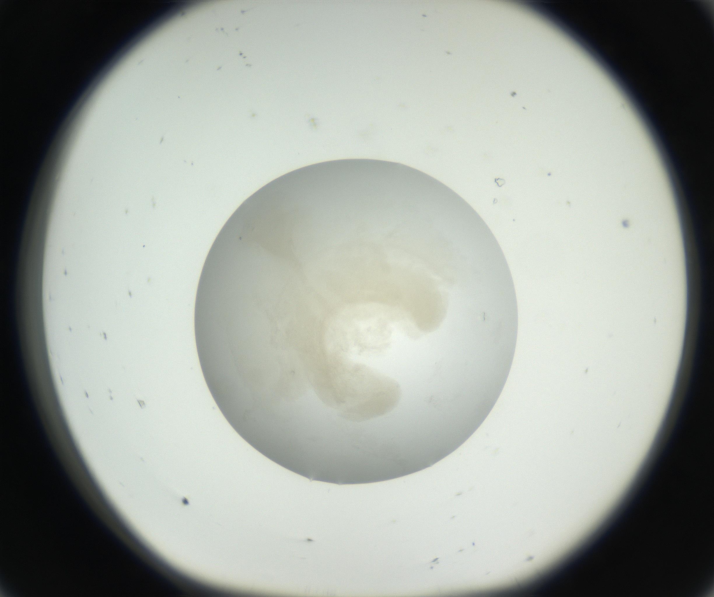 RI01_03_000_0212_Proj1_Clon1_MC_0000MC102636_003_160814_08_01_01_00_99_002_001_RAI.jpg