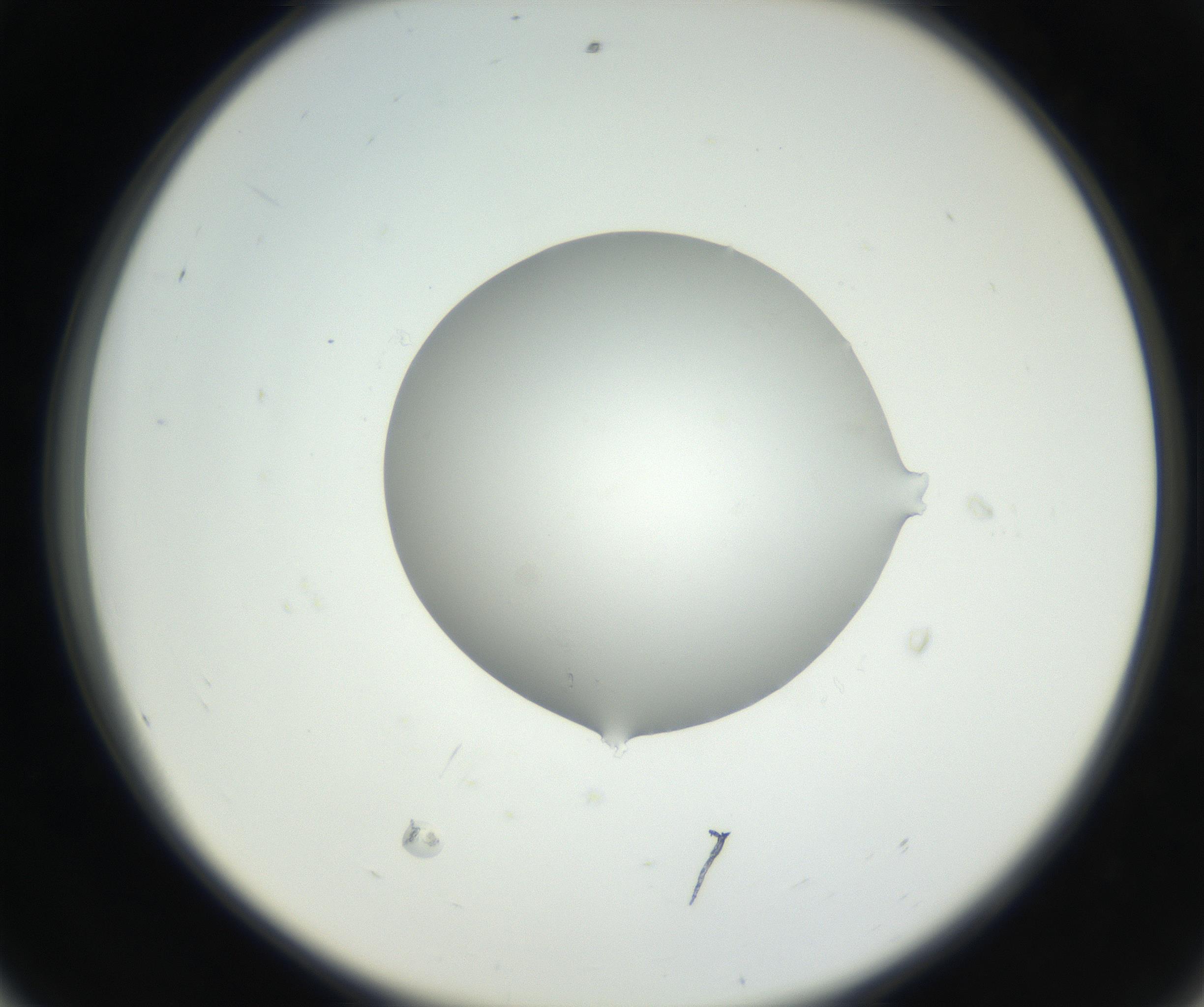 RI01_03_000_0212_Proj1_Clon1_MC_0000MC102636_003_160814_08_05_02_00_99_002_001_RAI.jpg