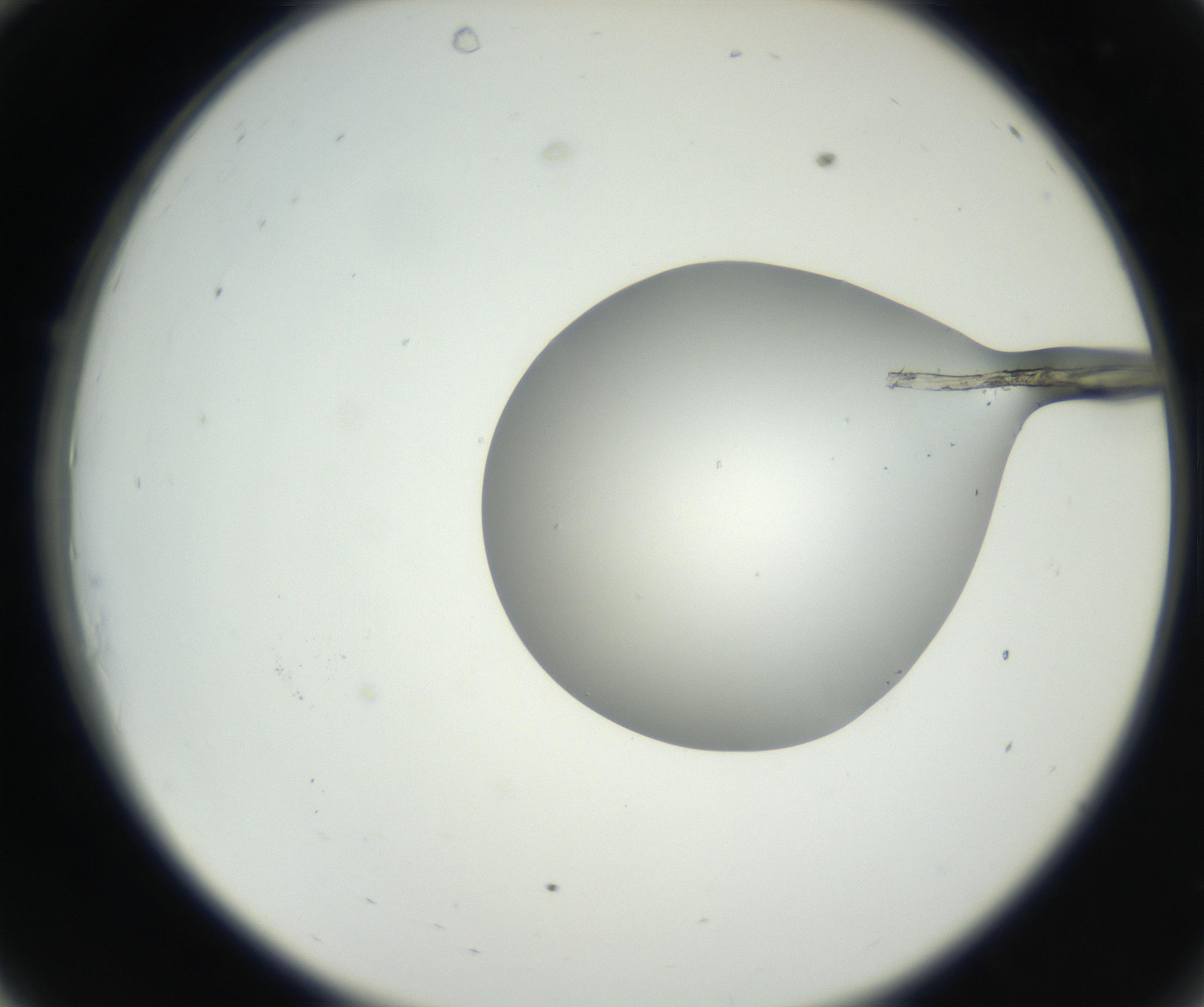 RI01_03_000_0212_Proj1_Clon1_MC_0000MC102636_003_160814_10_03_02_00_99_002_001_RAI.jpg