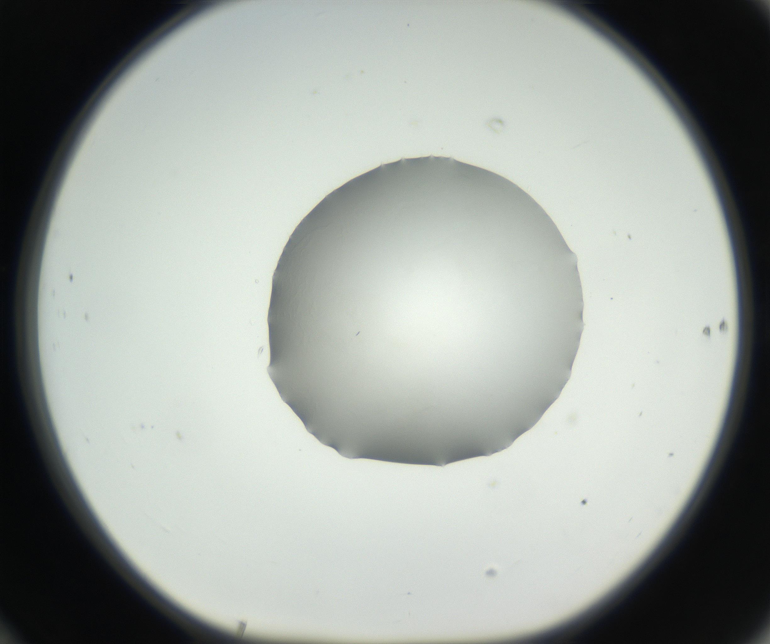 RI01_03_000_0212_Proj1_Clon1_MC_0000MC102636_003_160814_10_06_01_00_99_002_001_RAI.jpg