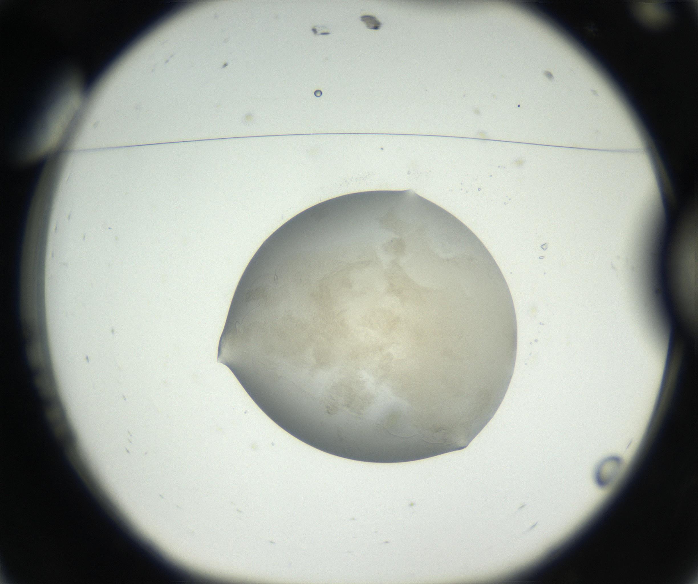 RI01_03_000_0212_Proj1_Clon1_MC_0000MC102636_003_160814_11_01_01_00_99_002_001_RAI.jpg