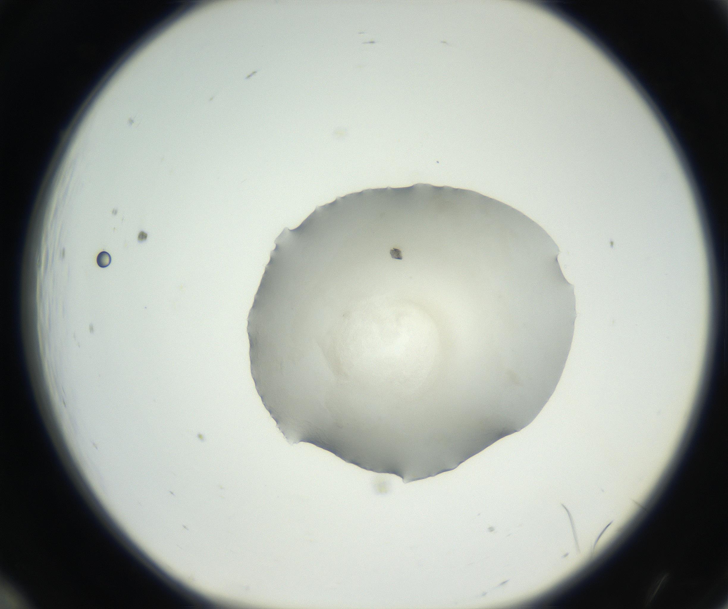 RI01_03_000_0212_Proj1_Clon1_MC_0000MC102636_003_160814_12_01_01_00_99_002_001_RAI.jpg