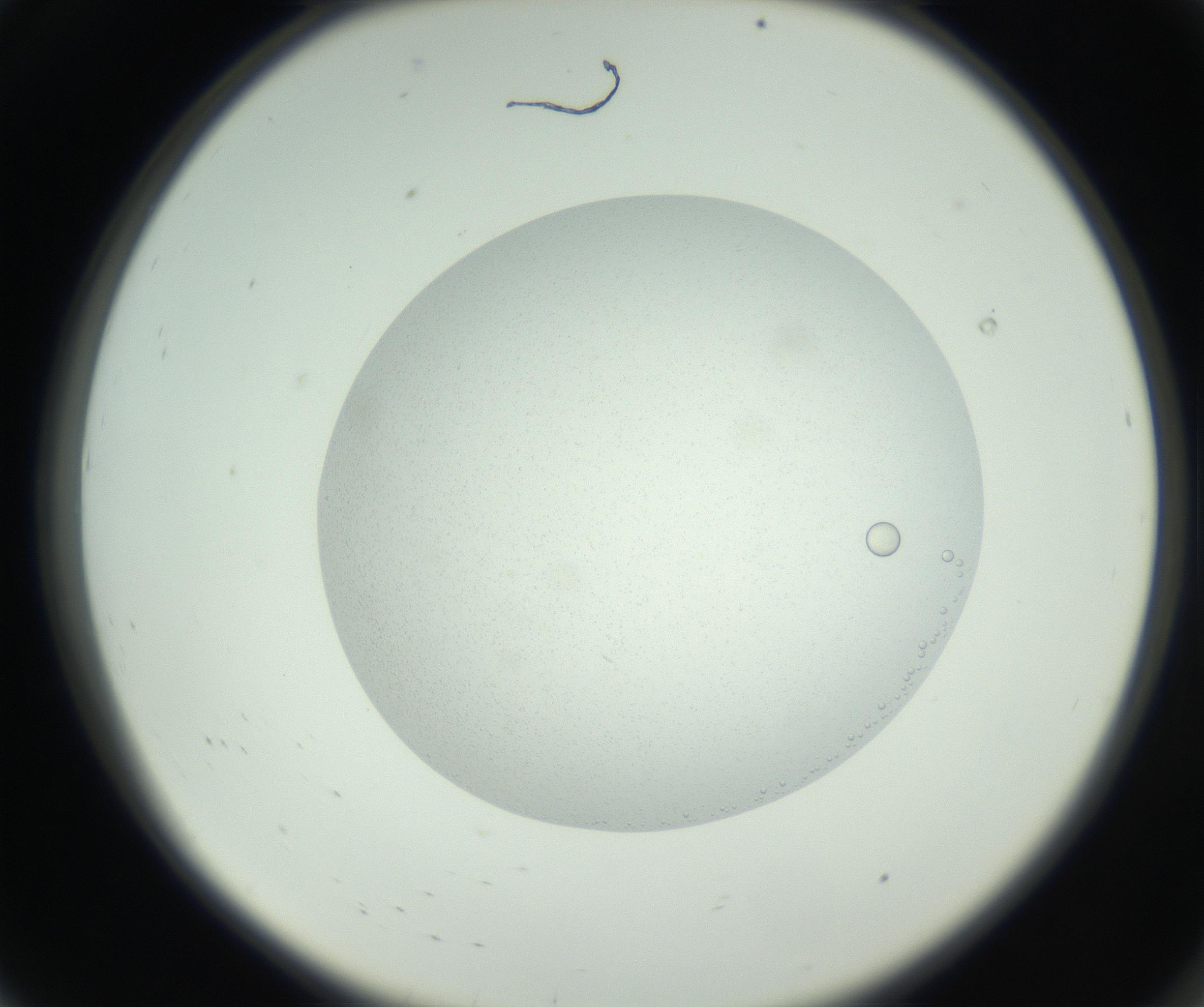 RI01_03_000_0212_Proj1_Clon1_MC_0000MC102636_010_160916_08_01_02_00_99_002_001_RAI.jpg