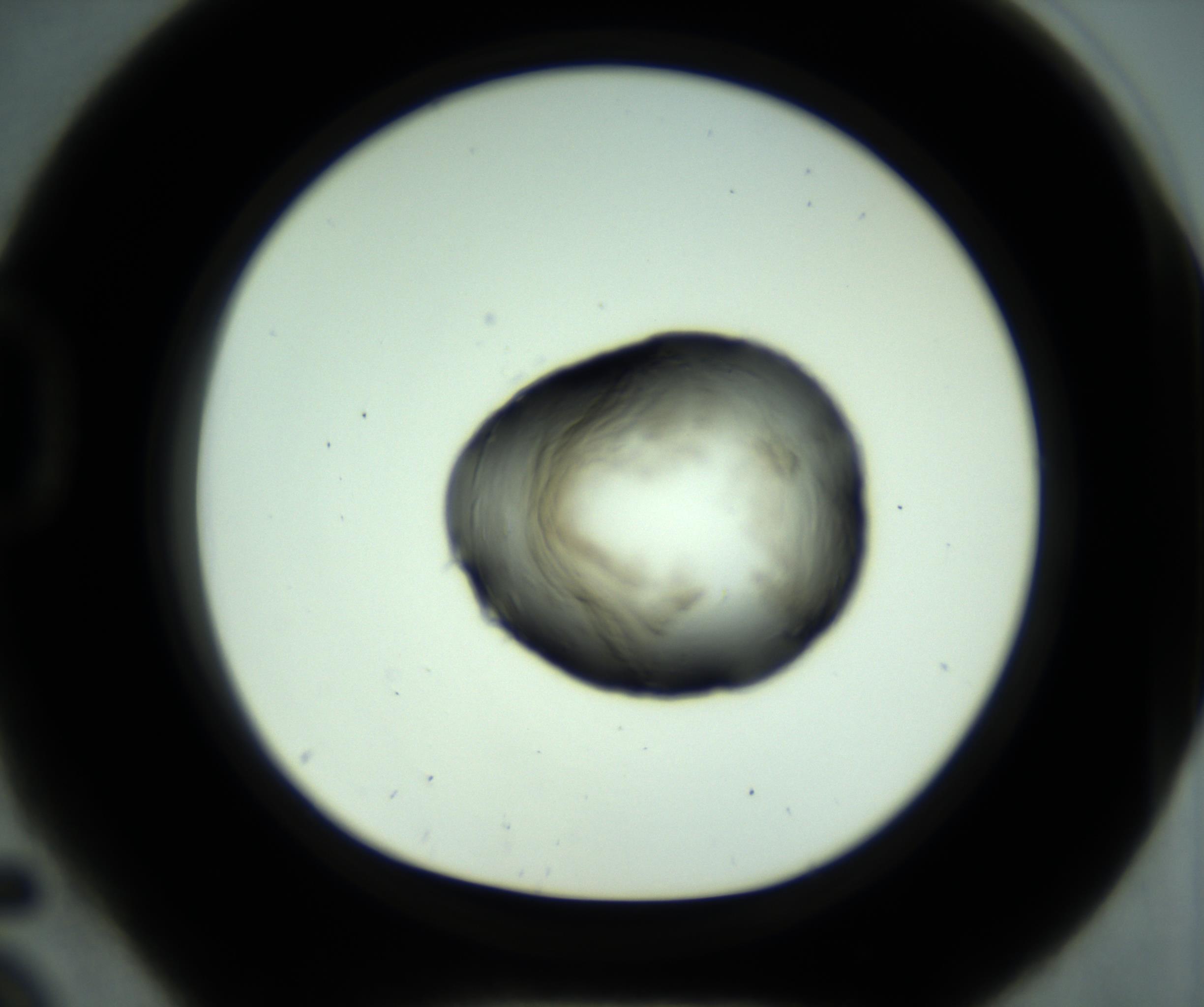 RI01_03_000_0212_Proj1_Clon1_MC_0000MC102636_013_161021_05_04_01_00_98_002_001_RAI.jpg