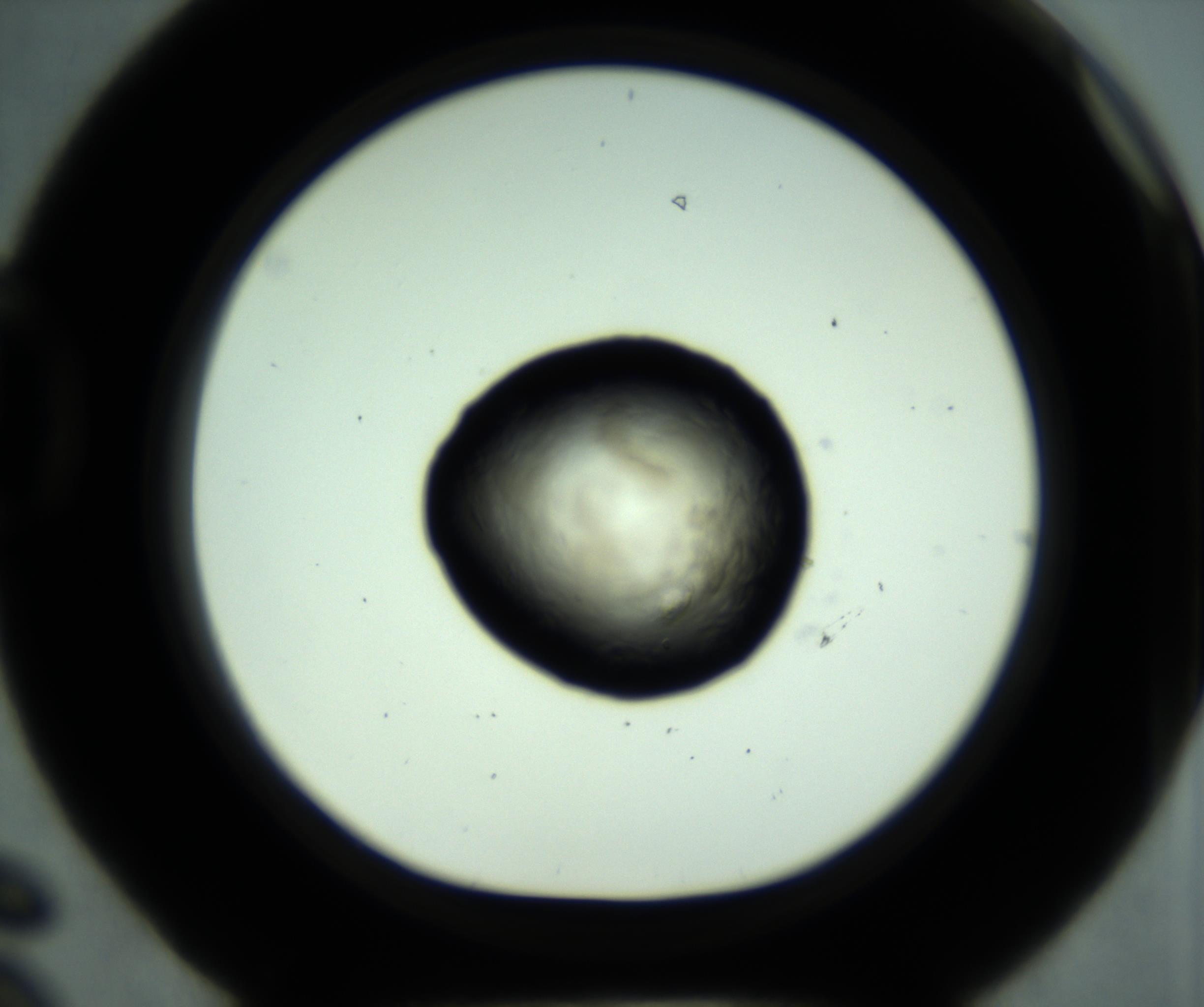 RI01_03_000_0212_Proj1_Clon1_MC_0000MC102636_013_161021_06_04_01_00_98_002_001_RAI.jpg