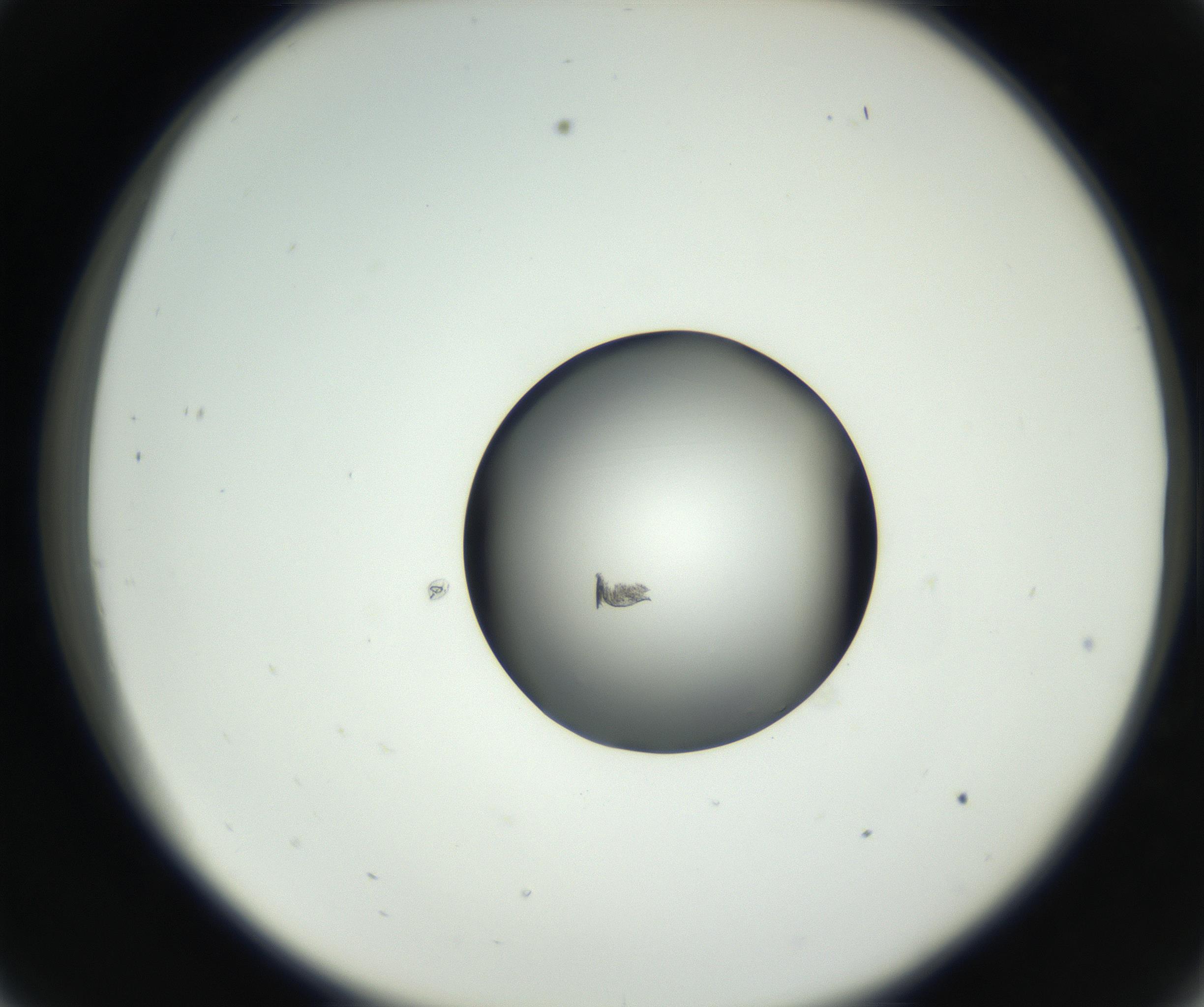 RI01_03_000_0212_Proj1_Clon1_MC_0000MC102638_008_160901_09_03_02_00_99_002_001_RAI.jpg