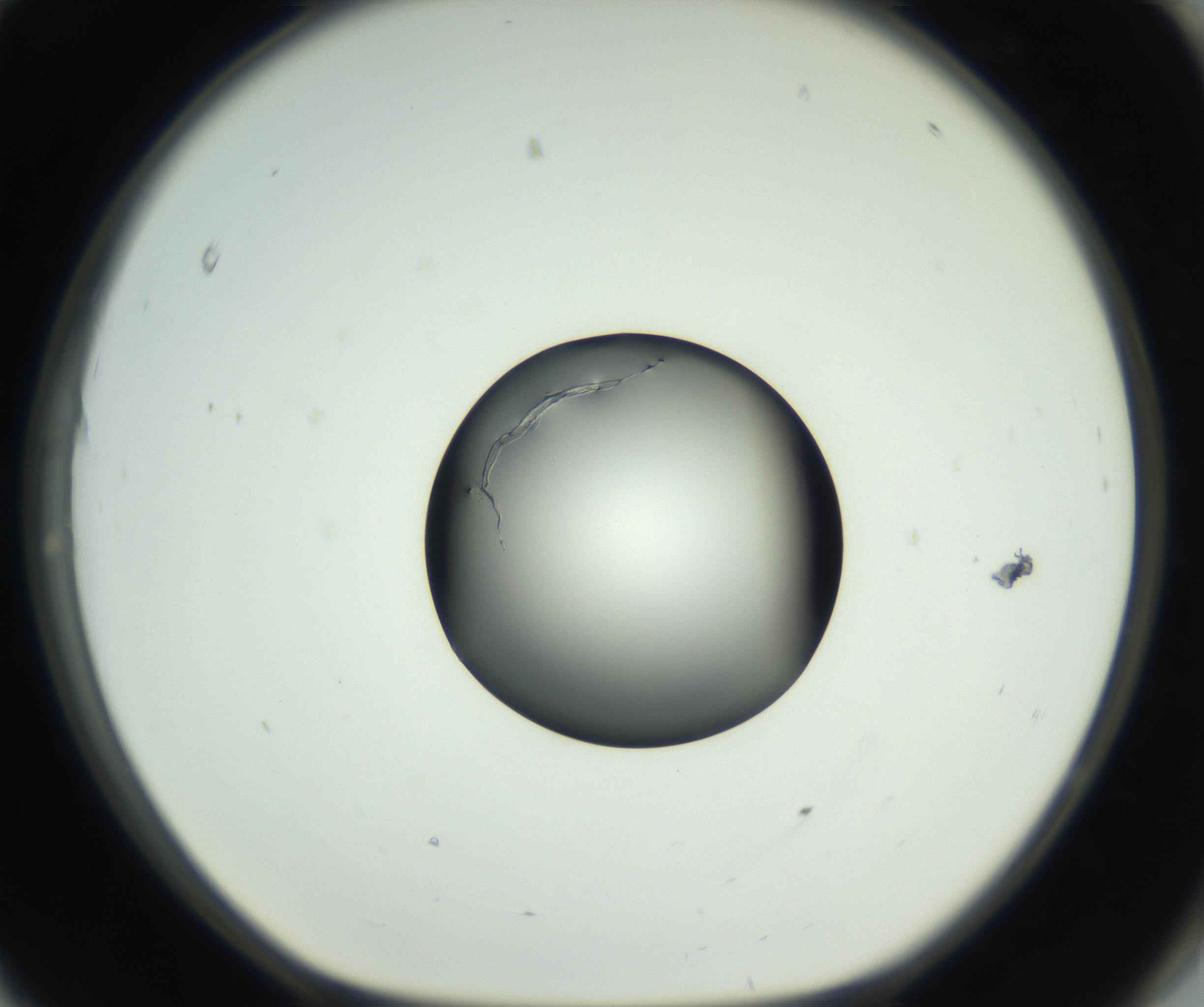 RI01_03_000_0212_Proj1_Clon1_MC_0000MC102638_008_160901_11_08_01_00_99_002_001_RAI.jpg