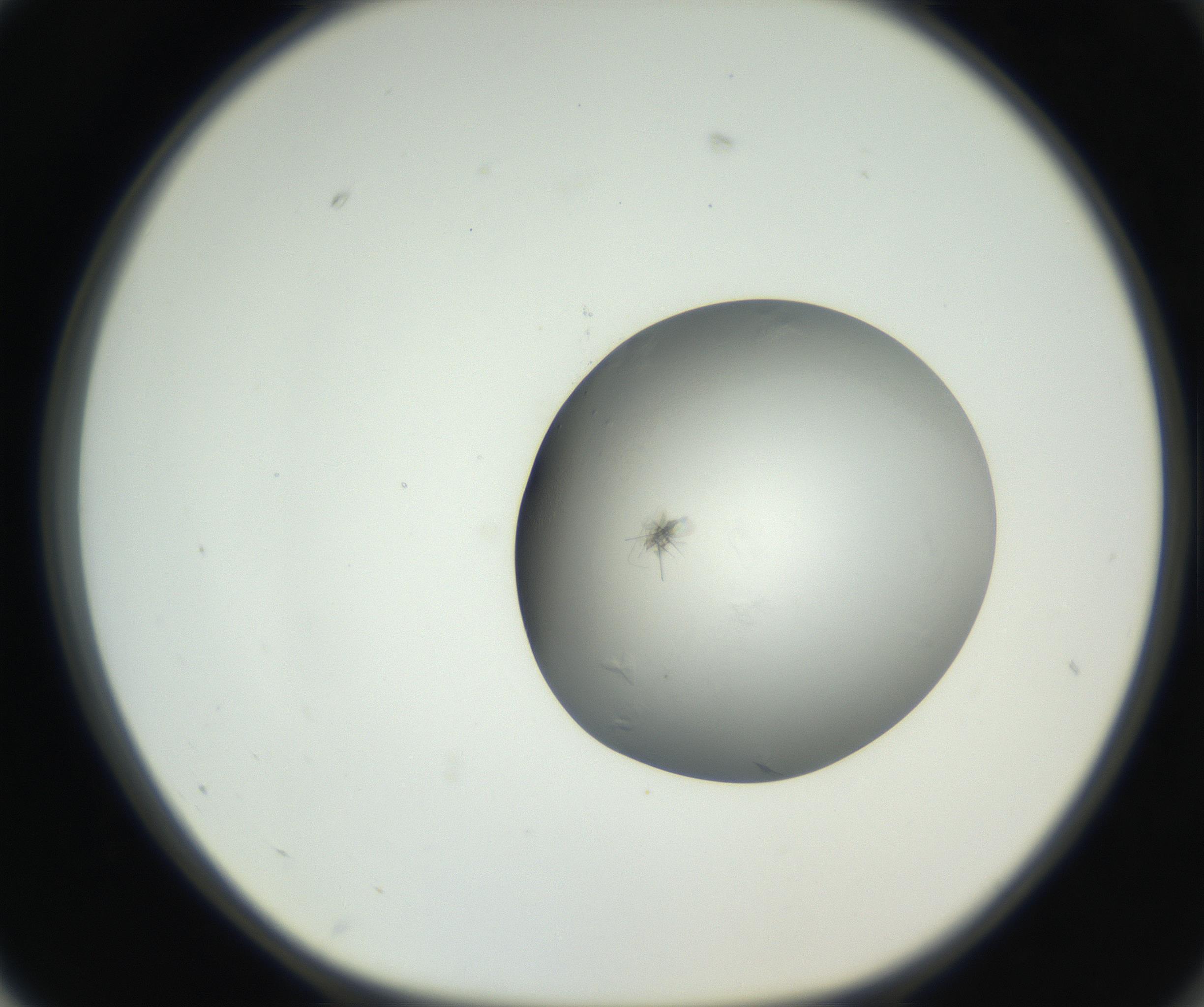 RI01_03_000_0212_Proj1_Clon1_MC_0000MC102639_002_160812_02_07_01_00_99_002_001_RAI.jpg