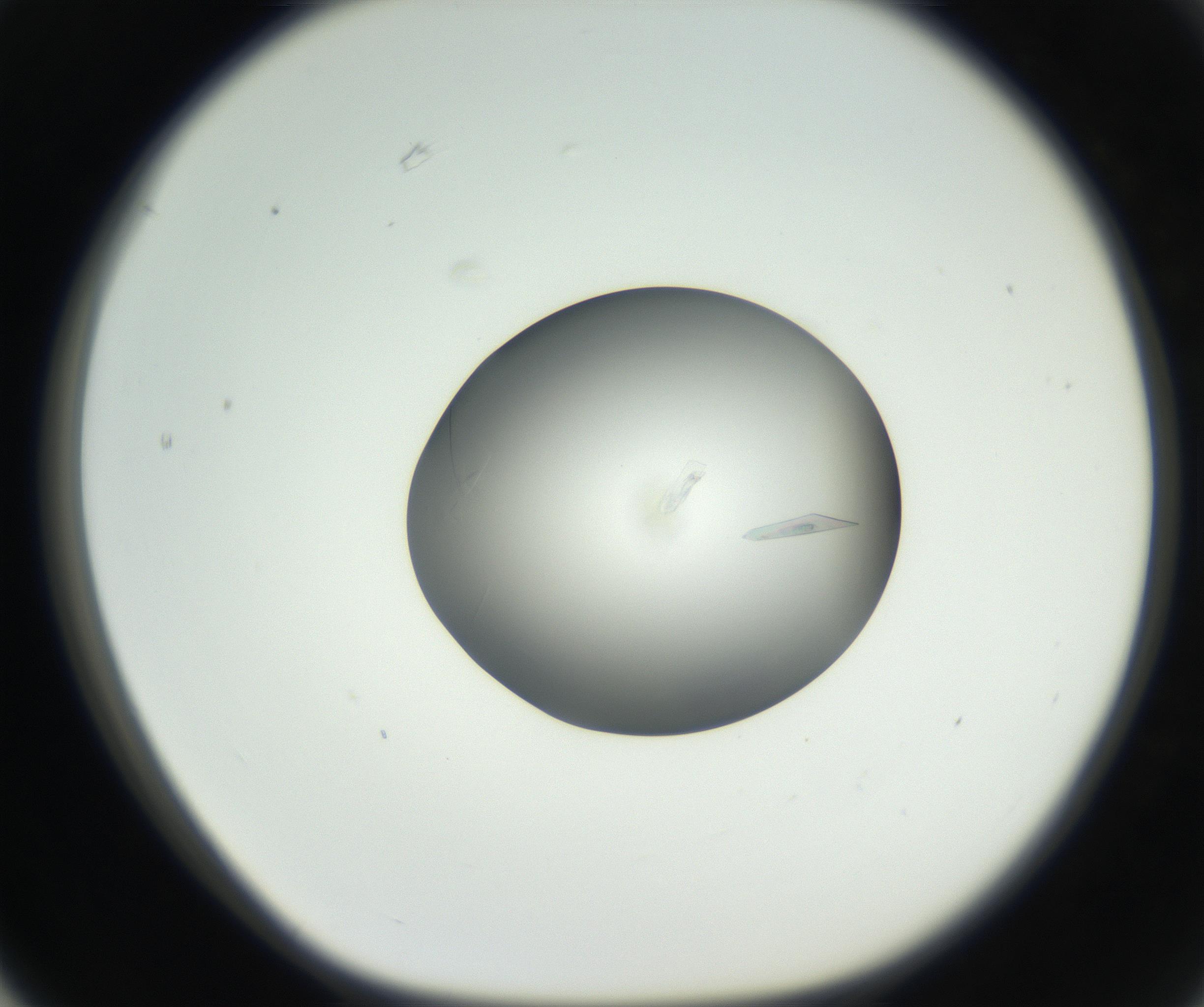 RI01_03_000_0212_Proj1_Clon1_MC_0000MC102639_002_160812_03_06_01_00_99_002_001_RAI.jpg