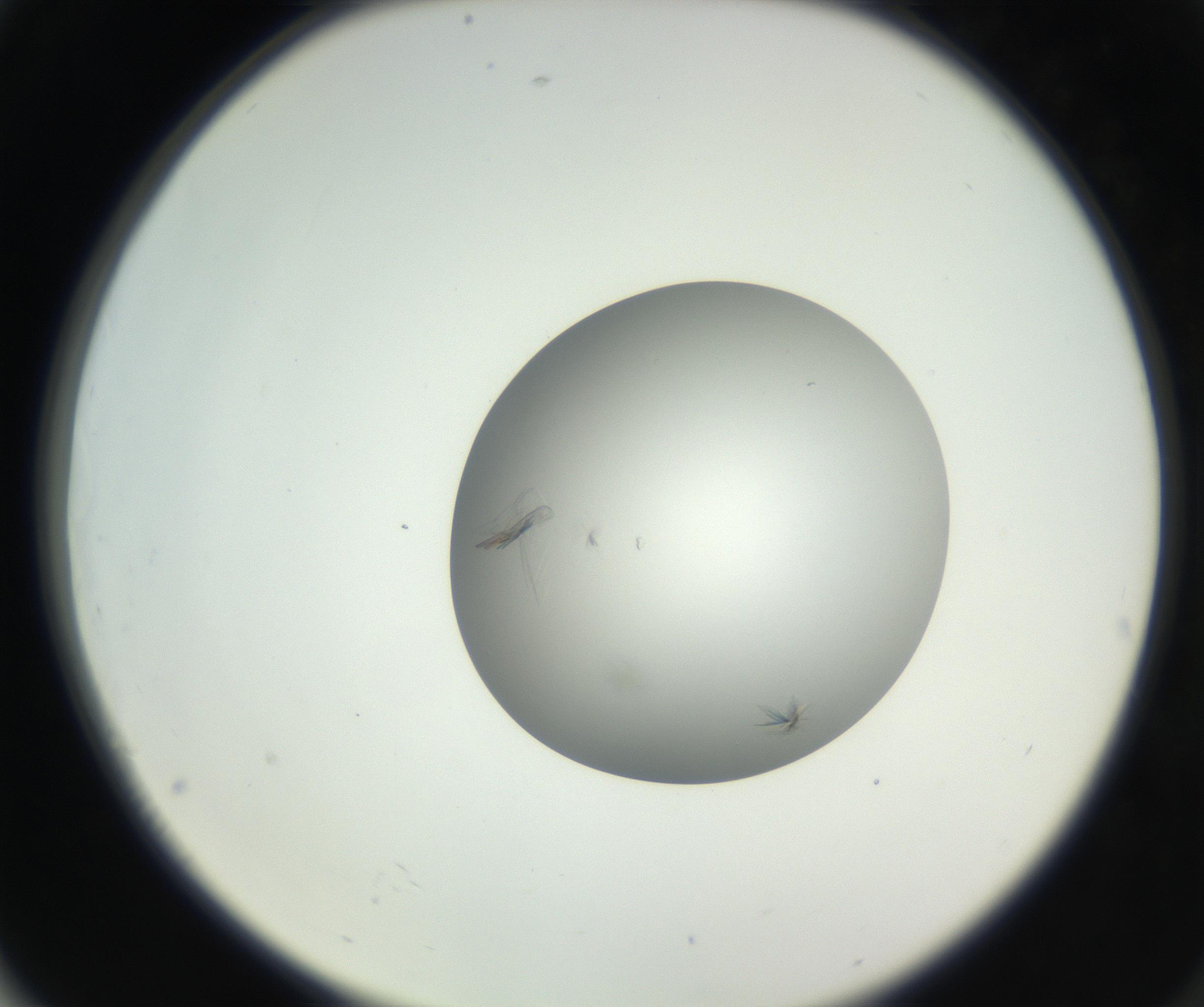 RI01_03_000_0212_Proj1_Clon1_MC_0000MC102639_002_160812_04_07_02_00_99_002_001_RAI.jpg