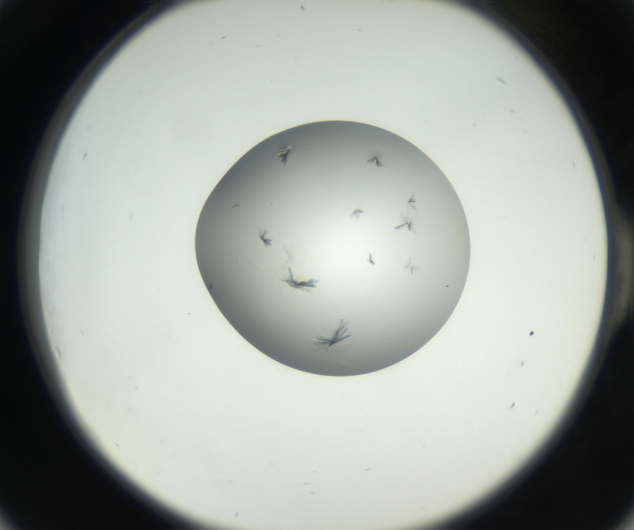 RI01_03_000_0212_Proj1_Clon1_MC_0000MC102639_002_160812_06_05_02_00_99_002_001_RAI.jpg