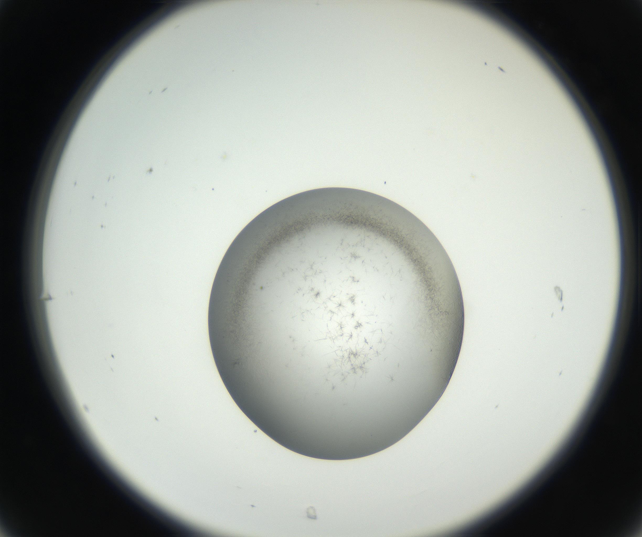 RI01_03_000_0212_Proj1_Clon1_MC_0000MC102639_002_160812_07_03_02_00_99_002_001_RAI.jpg
