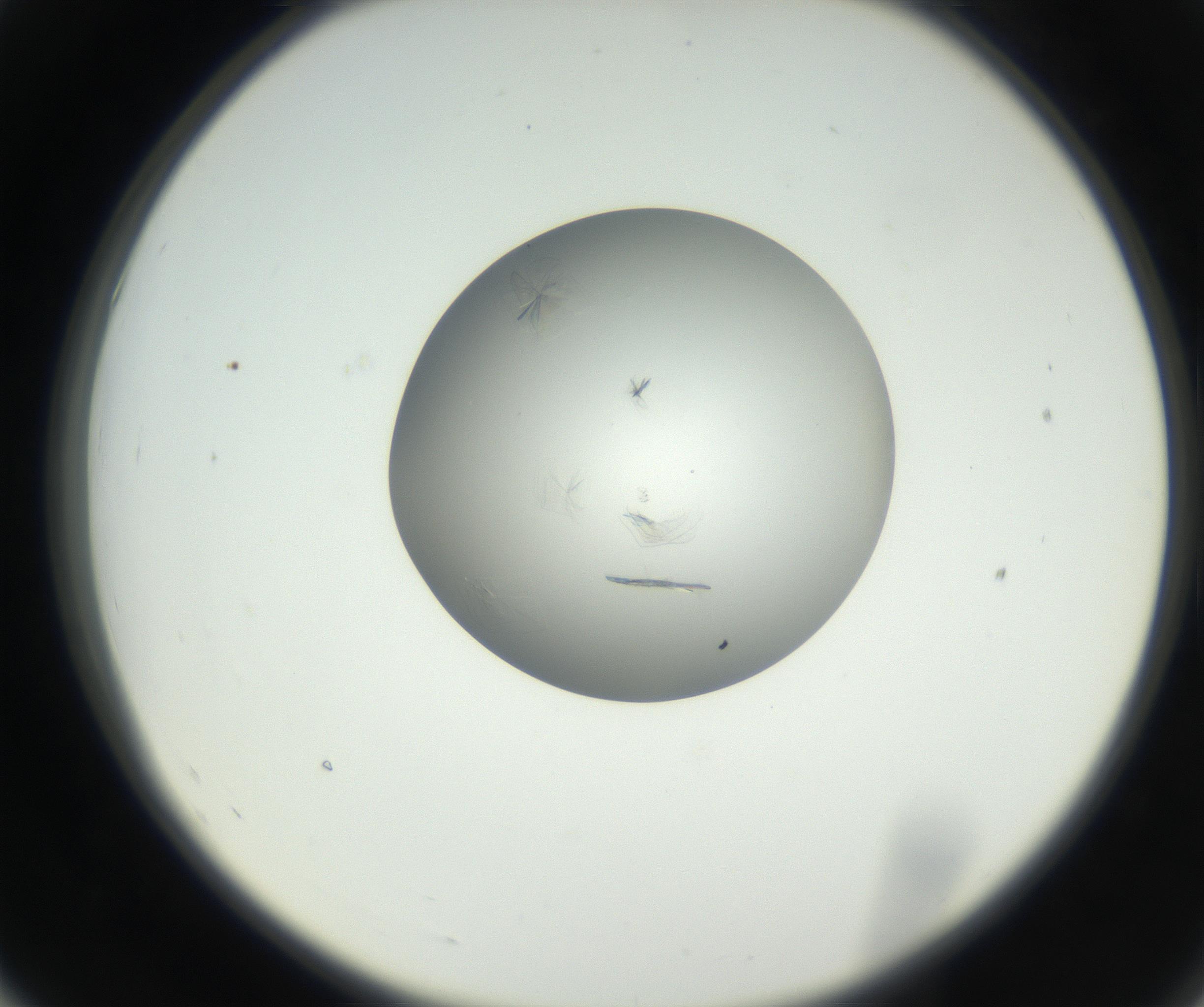 RI01_03_000_0212_Proj1_Clon1_MC_0000MC102639_002_160812_07_05_02_00_99_002_001_RAI.jpg