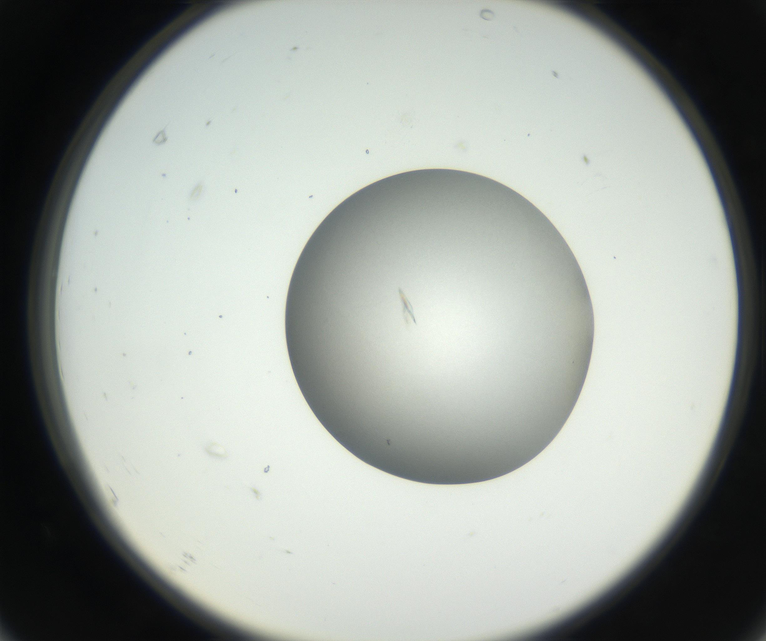 RI01_03_000_0212_Proj1_Clon1_MC_0000MC102639_002_160812_07_06_02_00_99_002_001_RAI.jpg