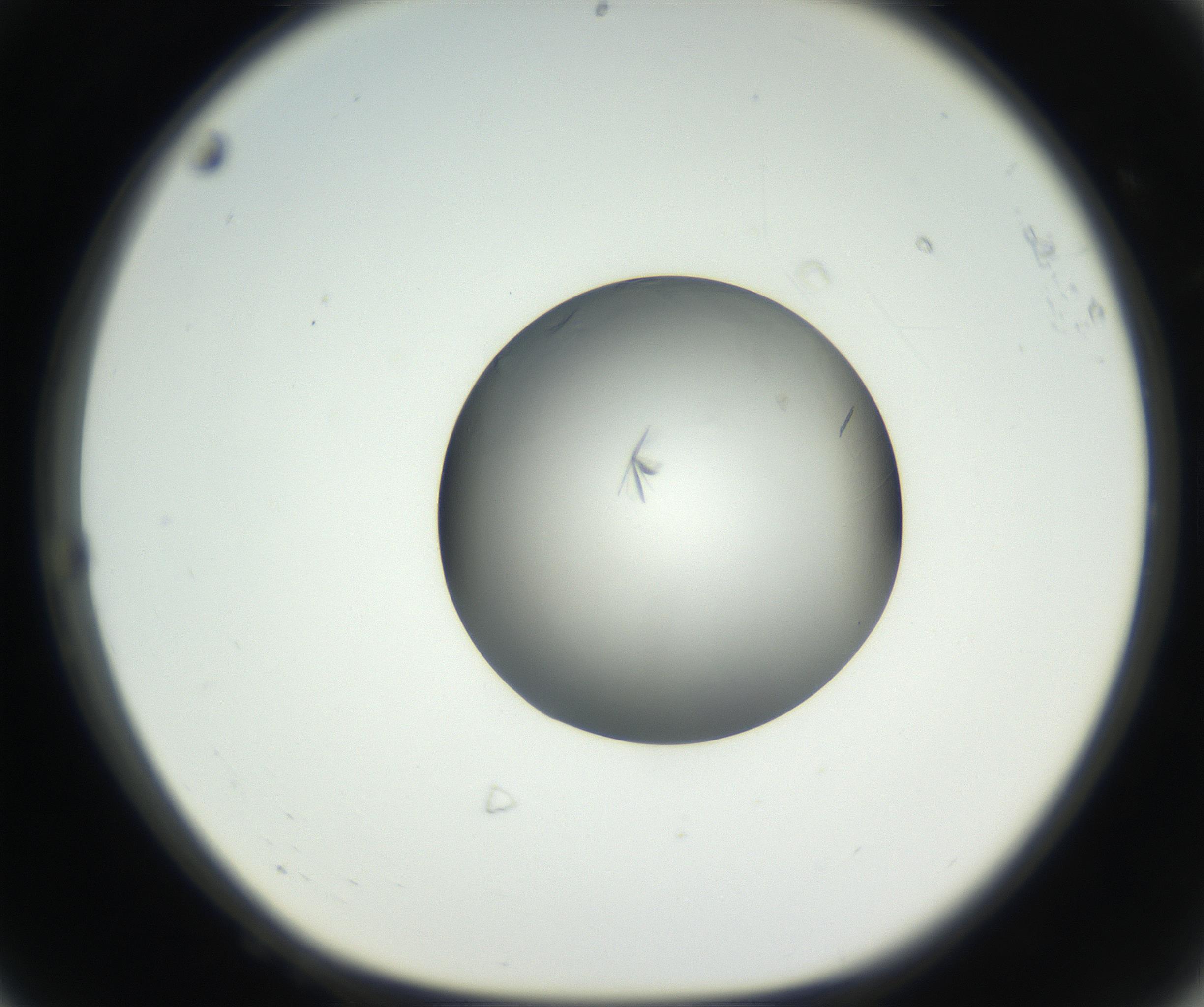 RI01_03_000_0212_Proj1_Clon1_MC_0000MC102639_002_160812_08_06_01_00_99_002_001_RAI.jpg