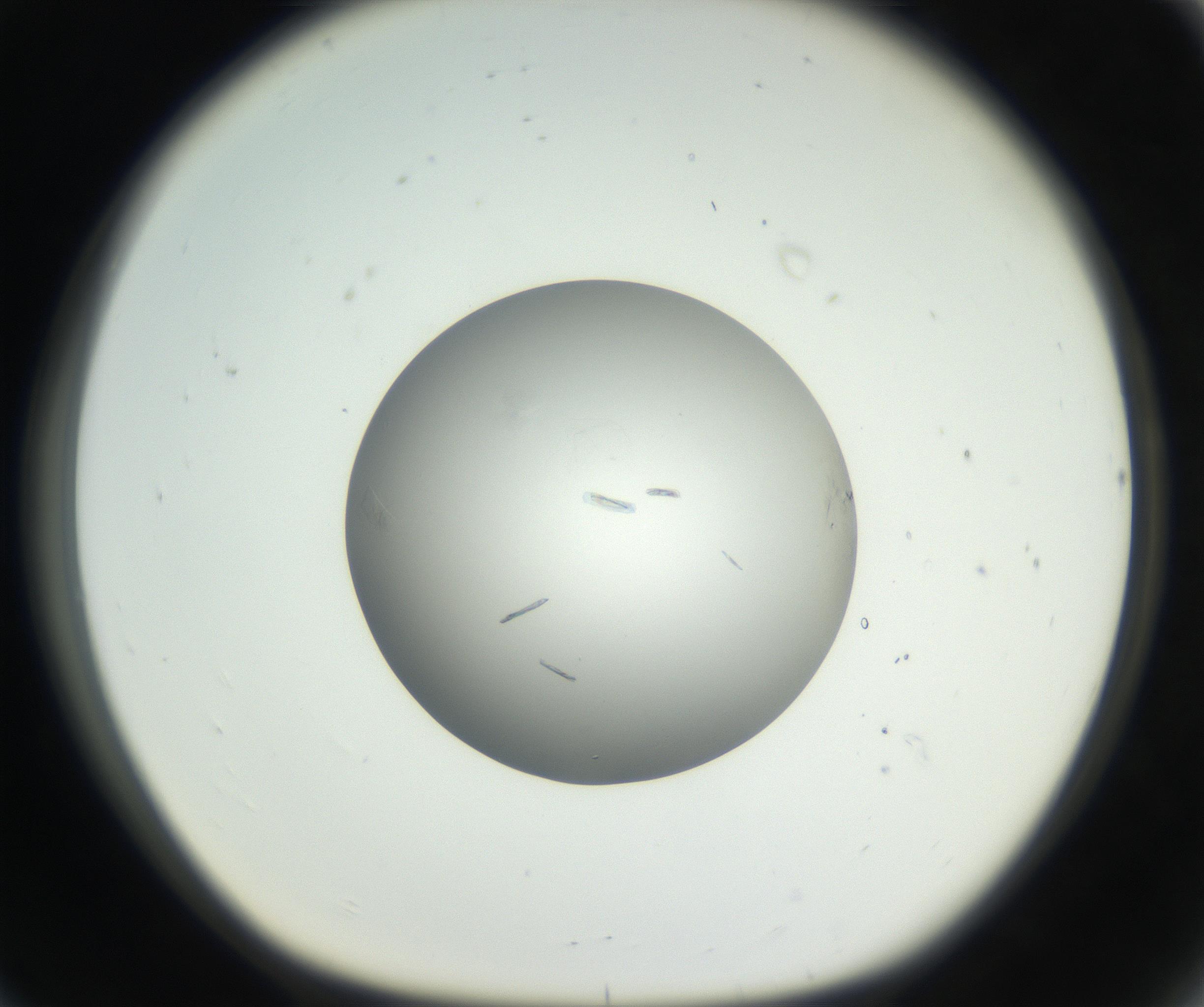 RI01_03_000_0212_Proj1_Clon1_MC_0000MC102639_002_160812_08_07_01_00_99_002_001_RAI.jpg