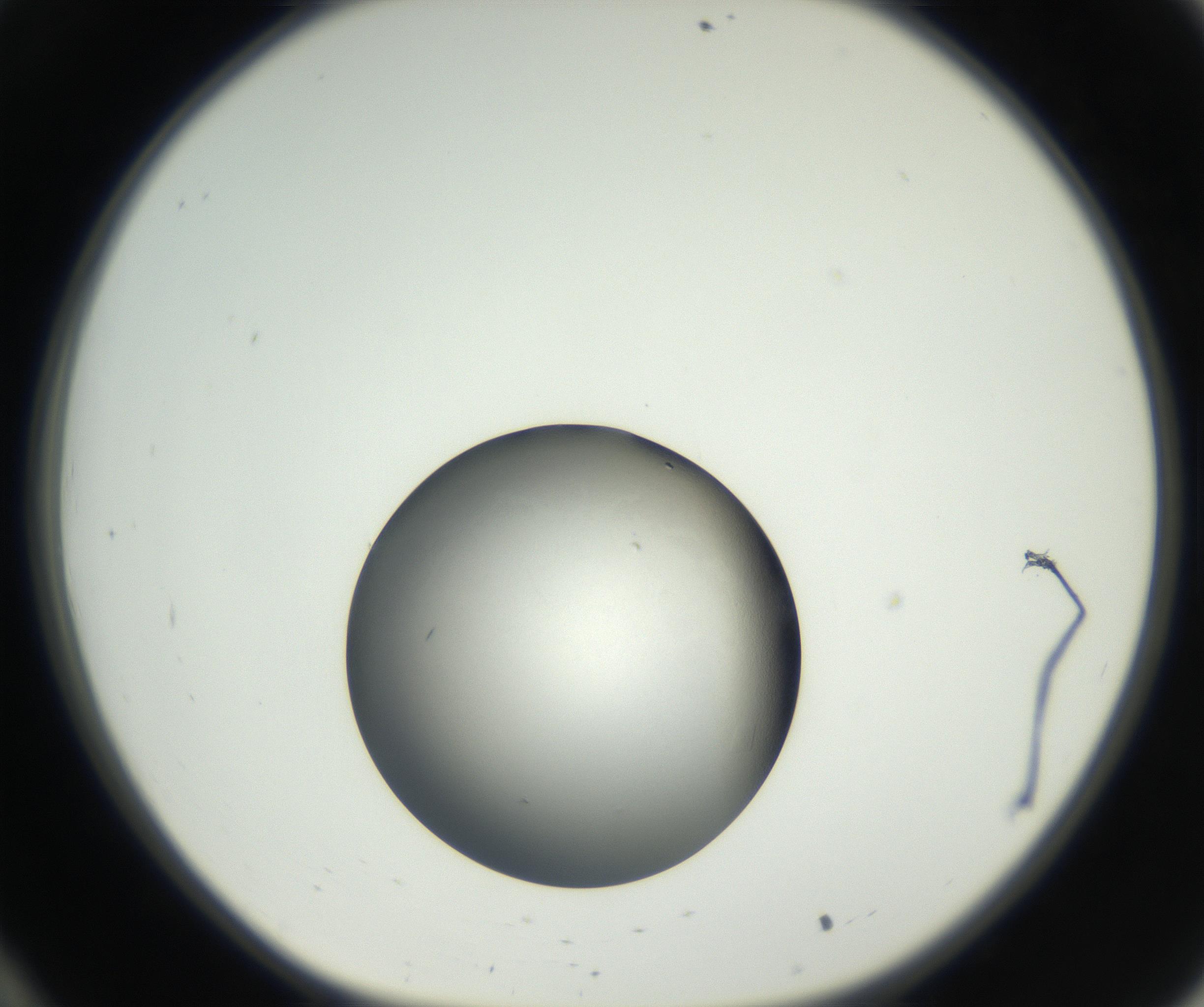 RI01_03_000_0212_Proj1_Clon1_MC_0000MC102639_002_160812_10_03_01_00_99_002_001_RAI.jpg