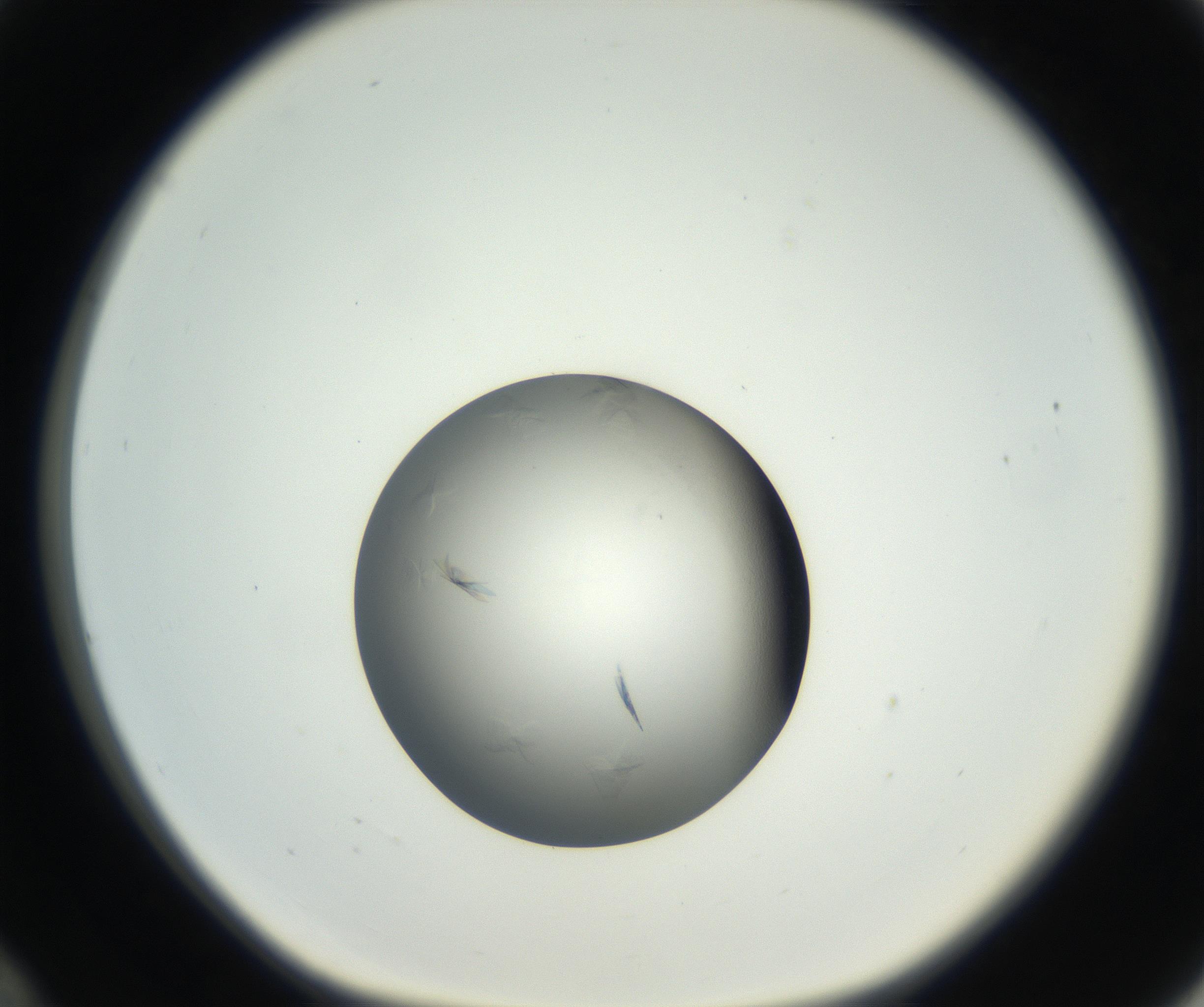 RI01_03_000_0212_Proj1_Clon1_MC_0000MC102639_002_160812_12_03_01_00_99_002_001_RAI.jpg