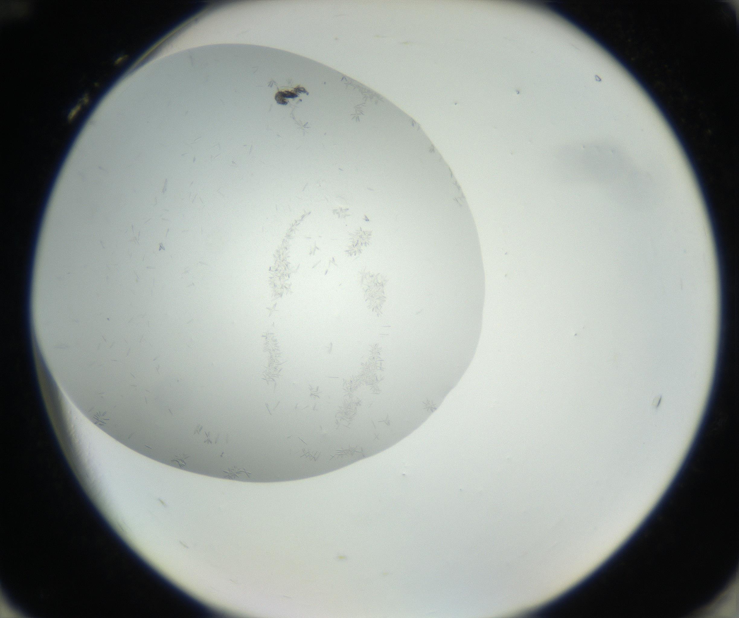 RI01_03_000_0212_Proj1_Clon1_MC_0000MC102639_002_160812_12_08_02_00_99_002_001_RAI.jpg