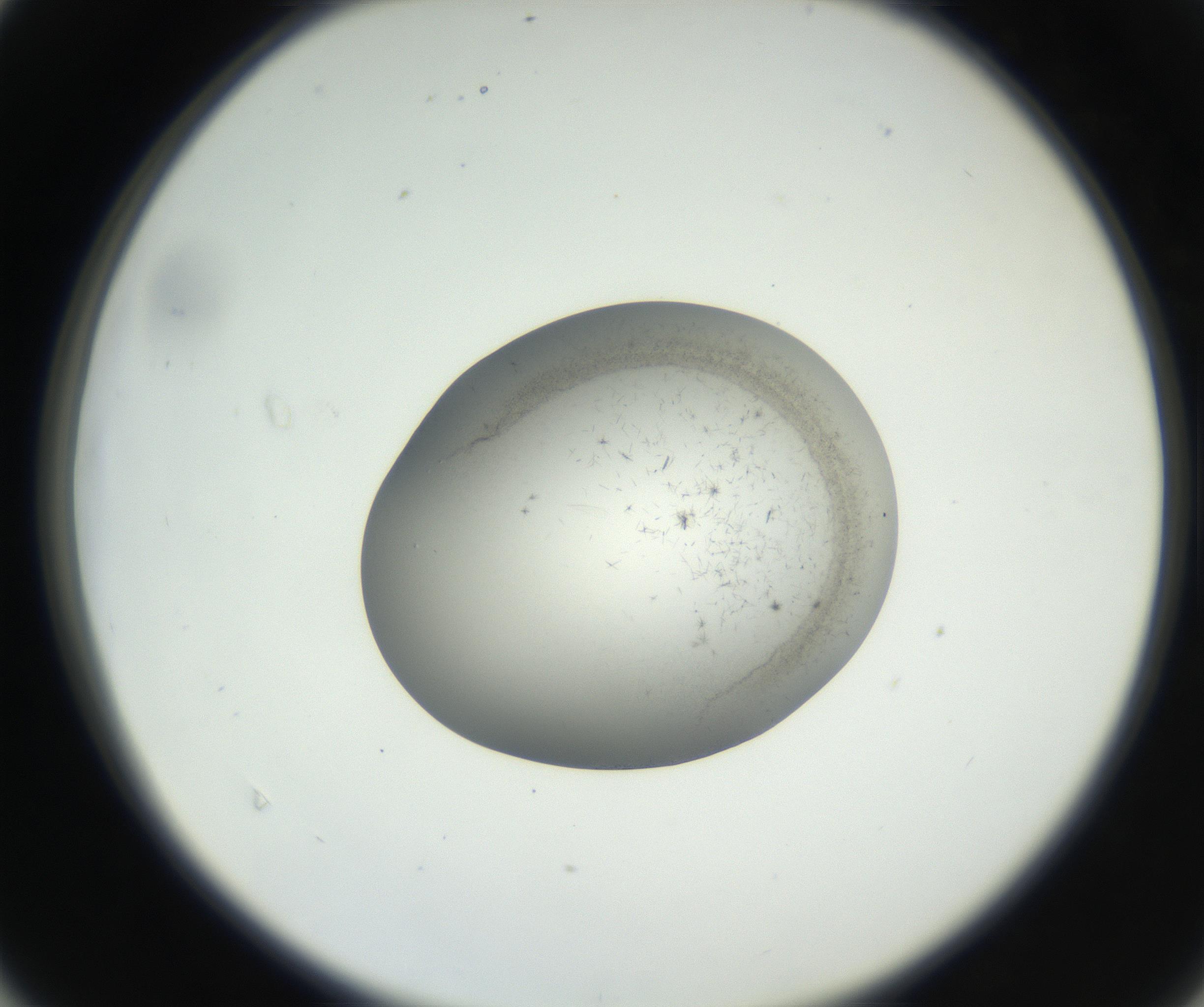 RI01_03_000_0212_Proj1_Clon1_MC_0000MC102639_003_160814_04_04_02_00_99_002_001_RAI.jpg