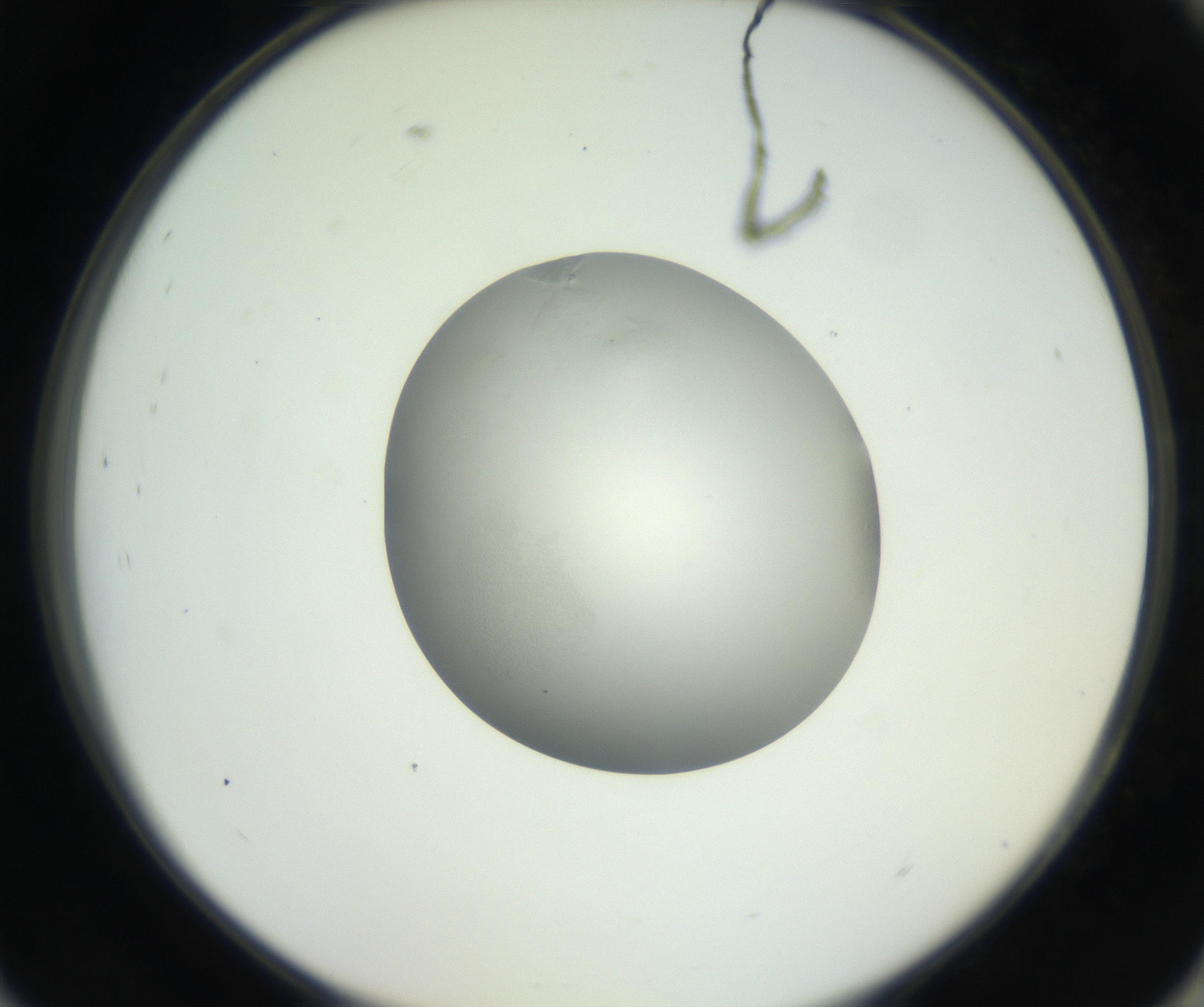 RI01_03_000_0212_Proj1_Clon1_MC_0000MC102639_003_160814_09_08_02_00_99_002_001_RAI.jpg