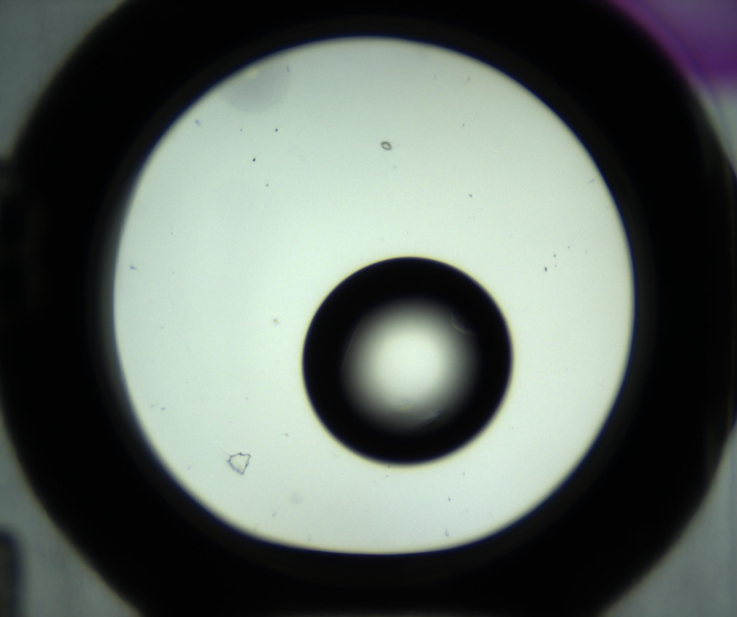 RI01_03_000_0212_Proj1_Clon1_MC_0000MC102639_009_161021_04_02_01_00_98_002_001_RAI.jpg