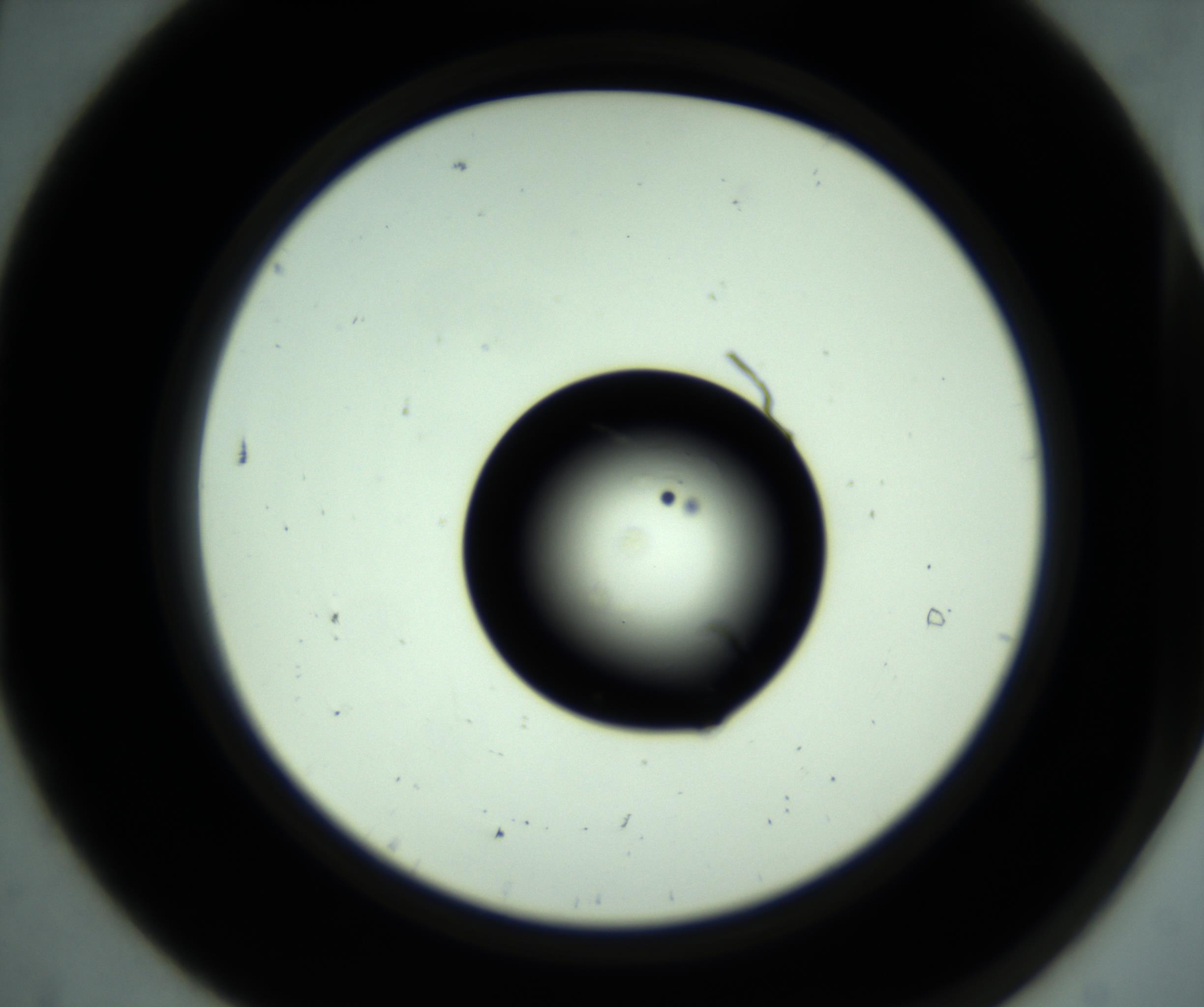 RI01_03_000_0212_Proj1_Clon1_MC_0000MC102639_009_161021_07_01_02_00_98_002_001_RAI.jpg