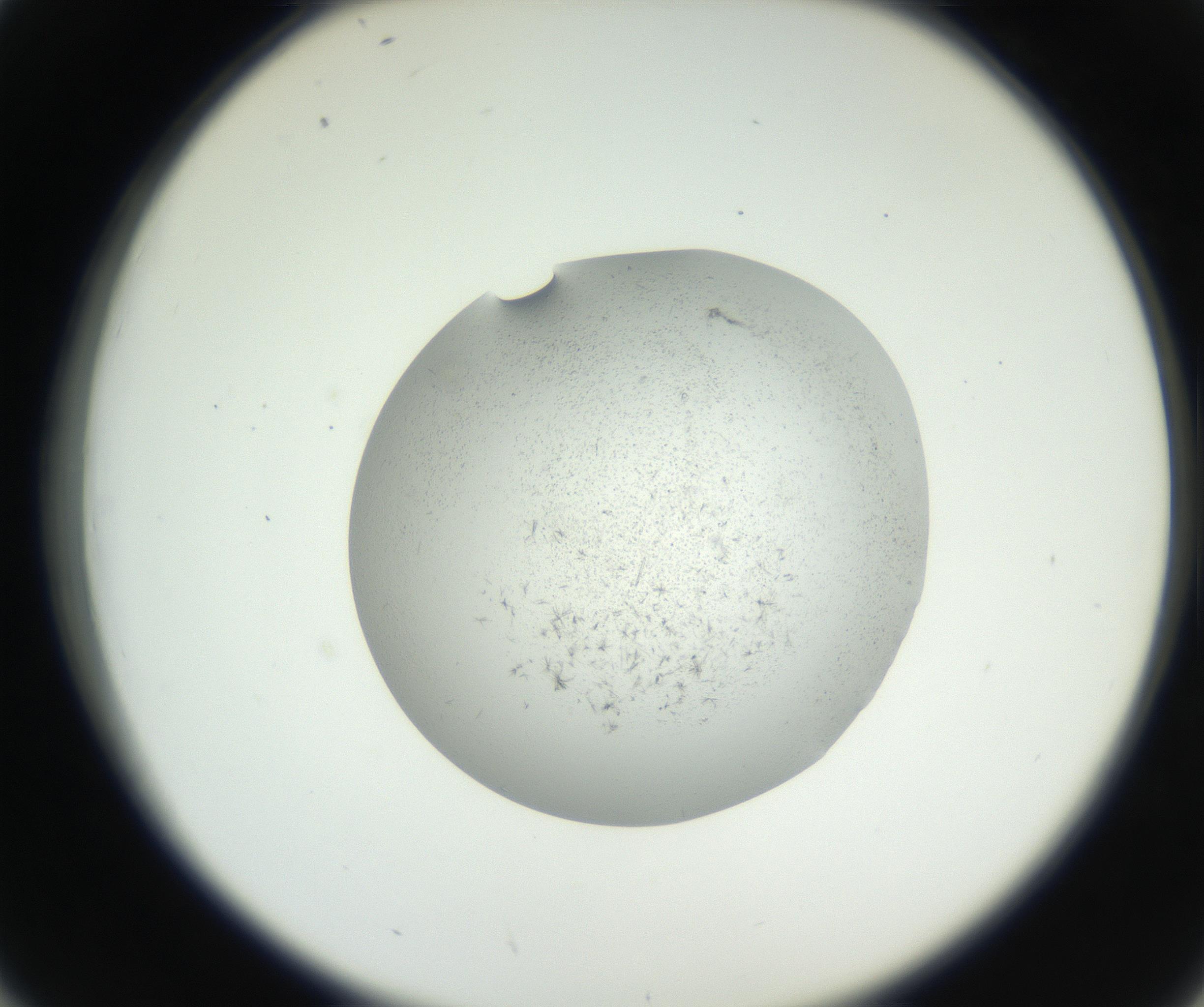 RI01_03_000_0212_Proj1_Clon1_MC_0000MC102640_002_160812_02_04_02_00_99_002_001_RAI.jpg