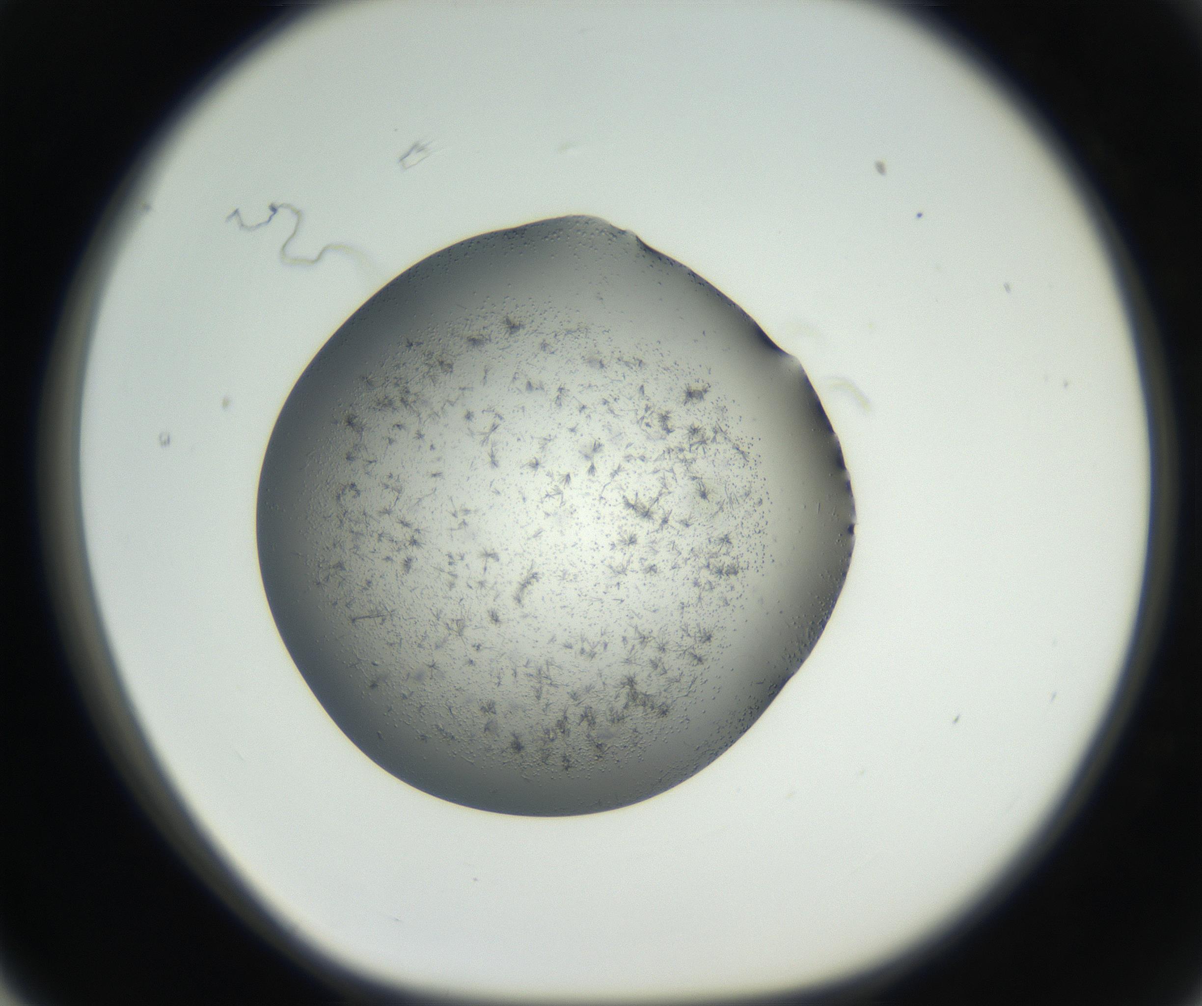 RI01_03_000_0212_Proj1_Clon1_MC_0000MC102640_002_160812_03_06_01_00_99_002_001_RAI.jpg