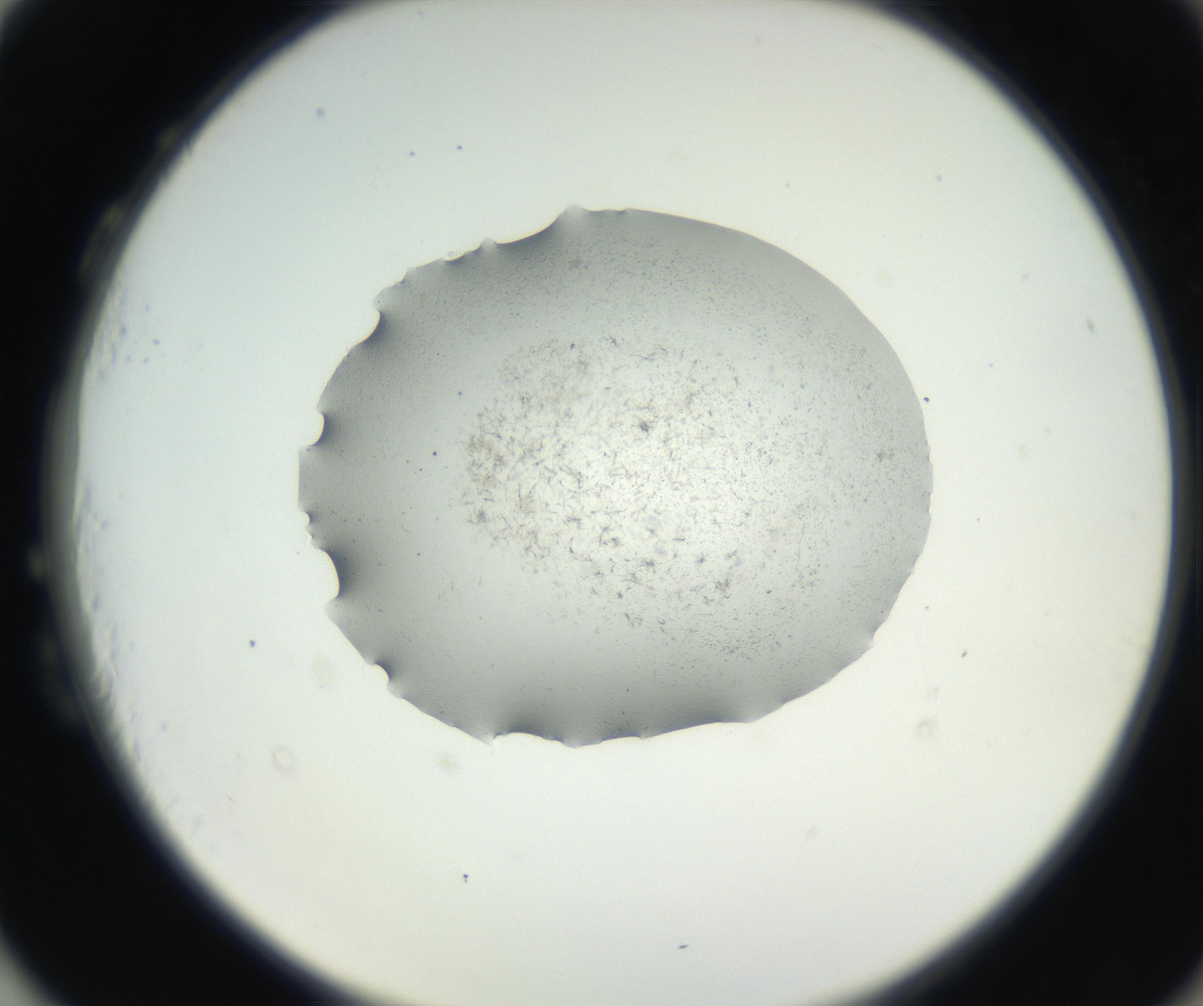 RI01_03_000_0212_Proj1_Clon1_MC_0000MC102640_002_160812_03_08_02_00_99_002_001_RAI.jpg