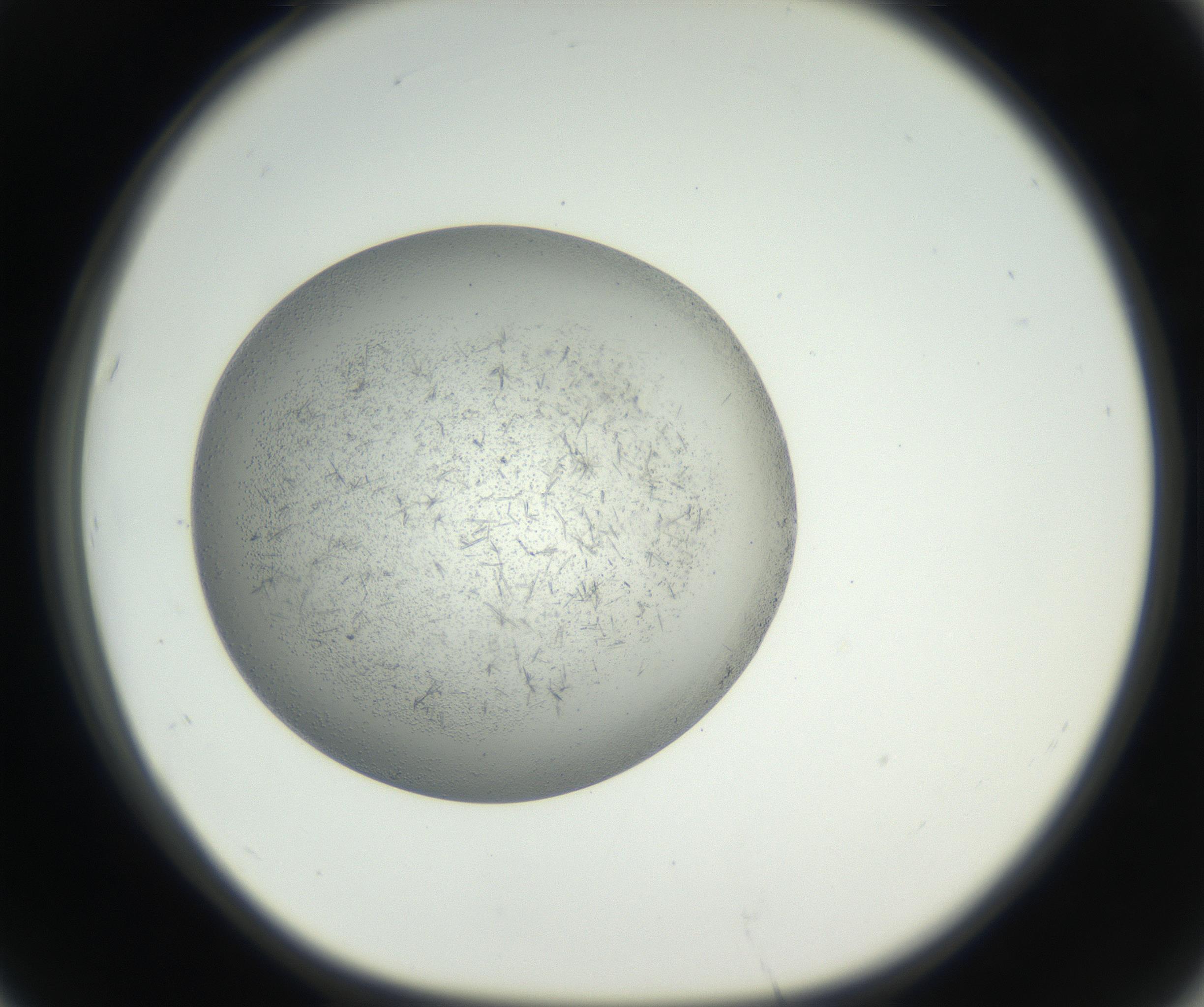 RI01_03_000_0212_Proj1_Clon1_MC_0000MC102640_002_160812_07_06_01_00_99_002_001_RAI.jpg