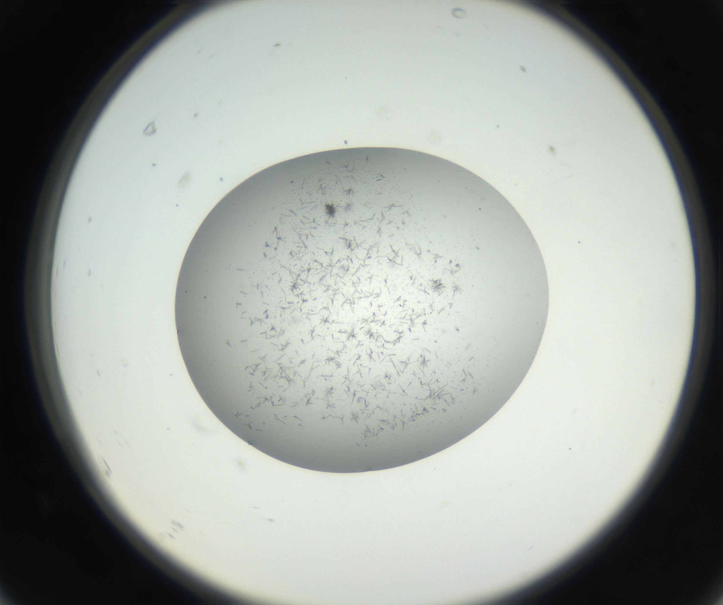 RI01_03_000_0212_Proj1_Clon1_MC_0000MC102640_002_160812_07_06_02_00_99_002_001_RAI.jpg