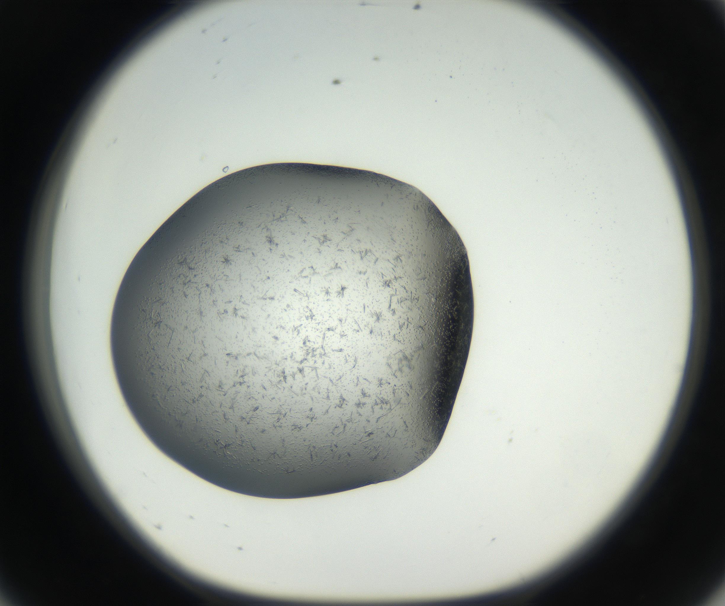 RI01_03_000_0212_Proj1_Clon1_MC_0000MC102640_002_160812_08_05_01_00_99_002_001_RAI.jpg