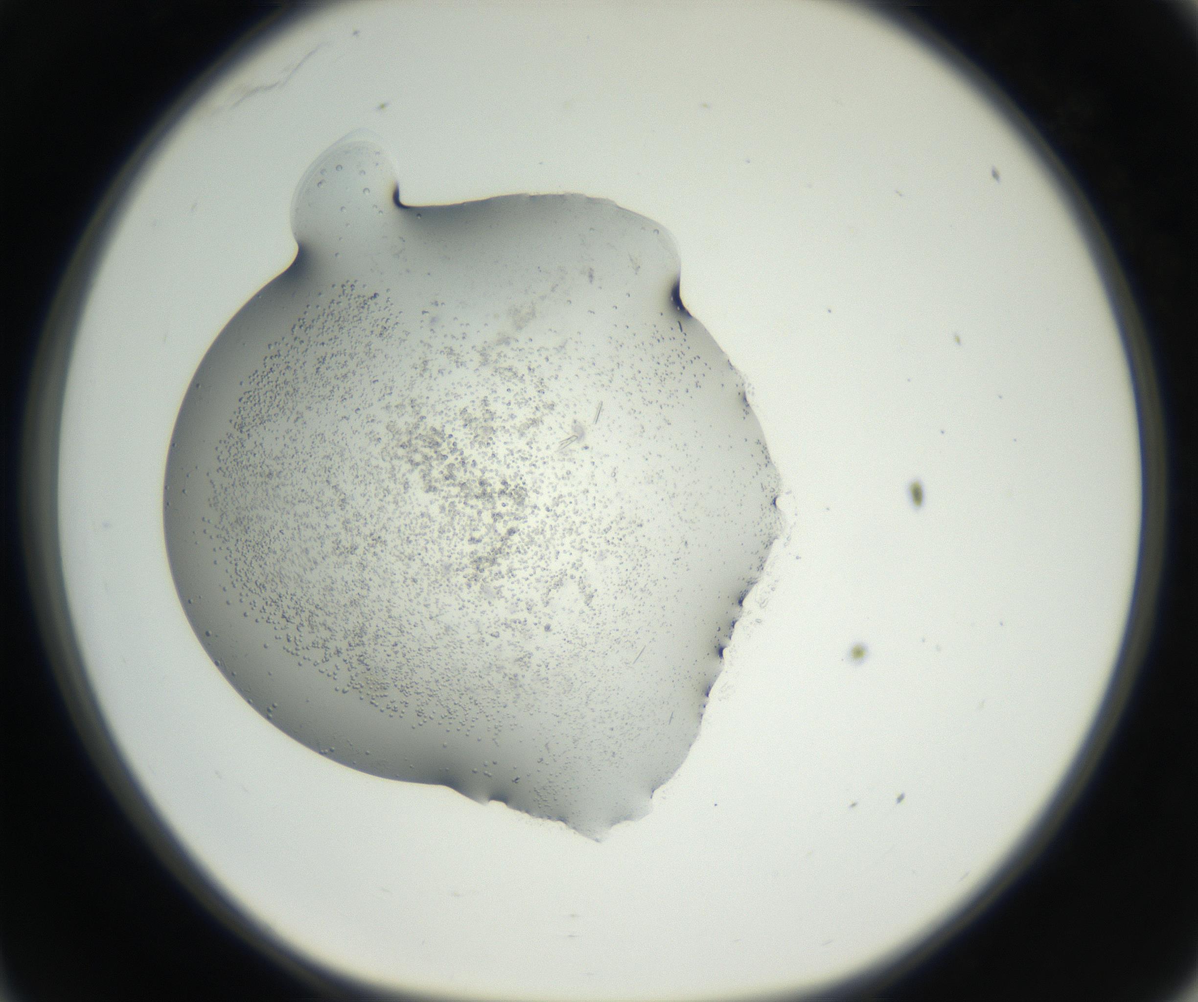 RI01_03_000_0212_Proj1_Clon1_MC_0000MC102640_002_160812_11_03_01_00_99_002_001_RAI.jpg