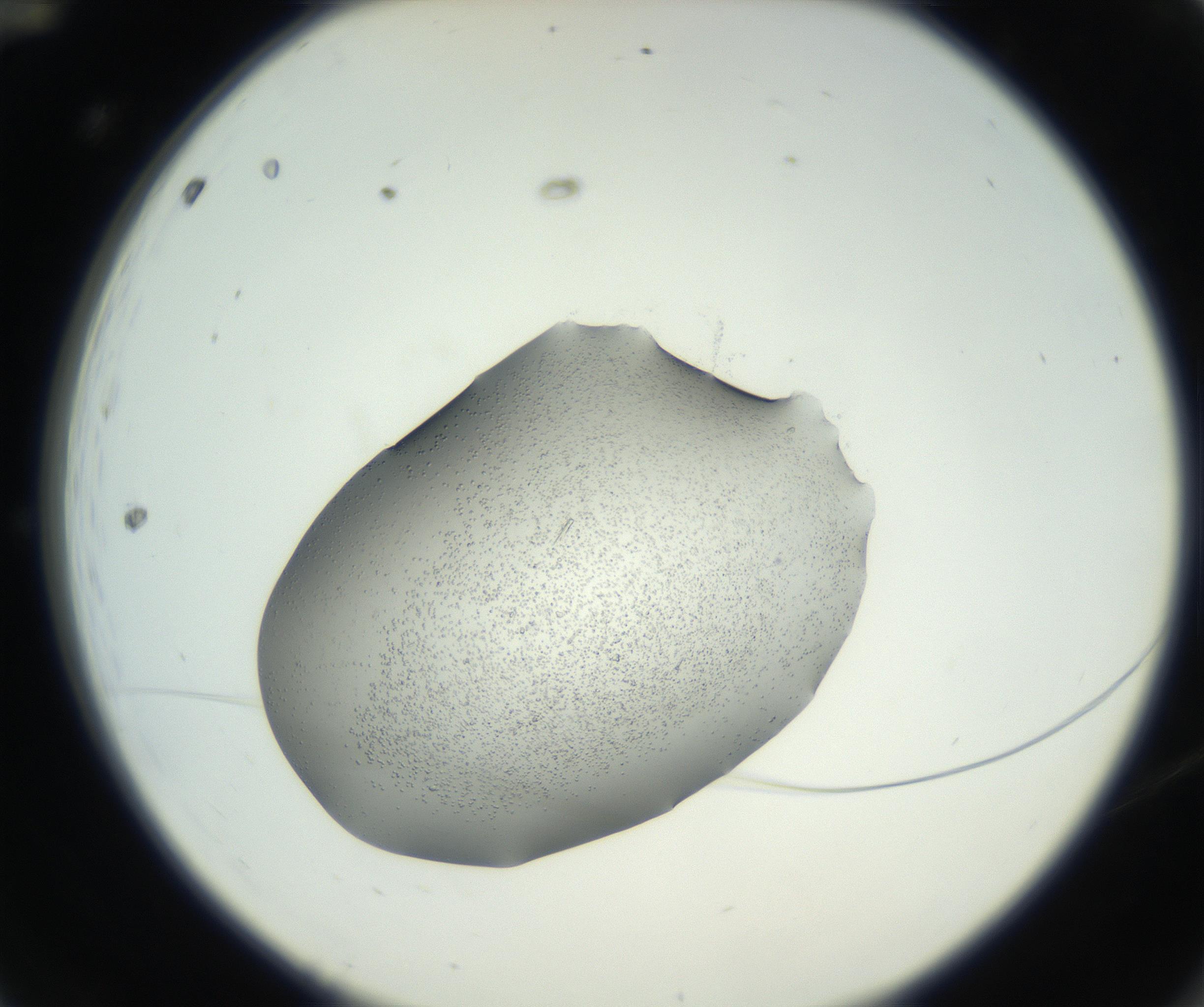 RI01_03_000_0212_Proj1_Clon1_MC_0000MC102640_006_160821_12_01_02_00_99_002_001_RAI.jpg