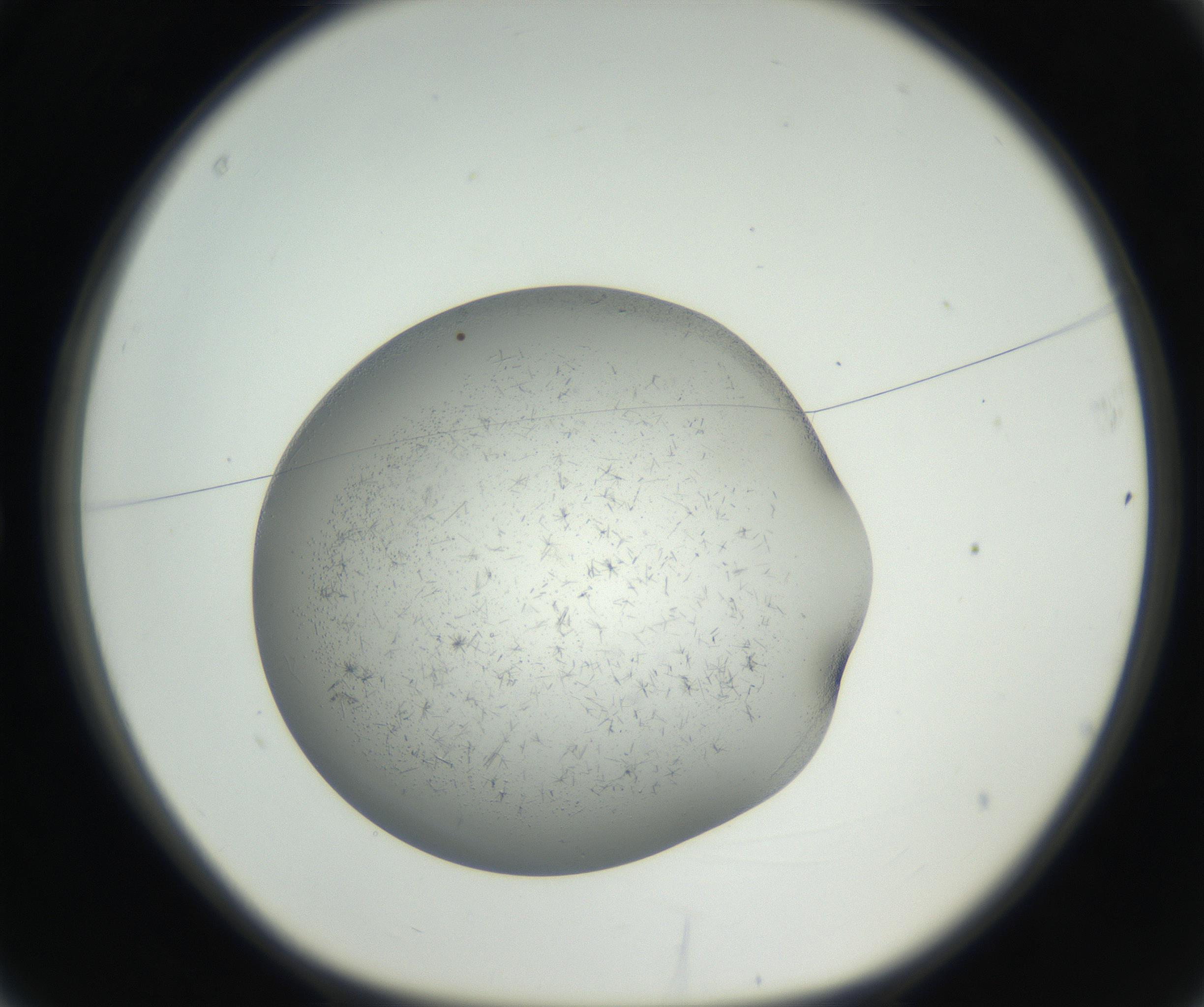 RI01_03_000_0212_Proj1_Clon1_MC_0000MC102641_002_160812_03_01_01_00_99_002_001_RAI.jpg