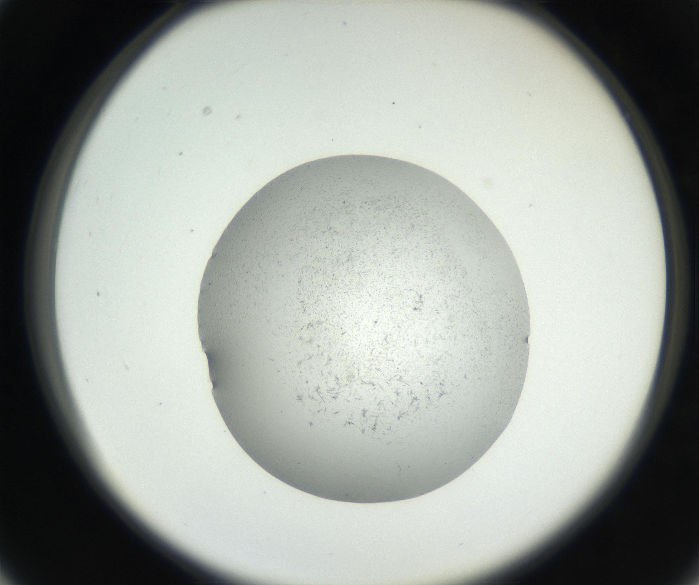 RI01_03_000_0212_Proj1_Clon1_MC_0000MC102641_002_160812_03_03_02_00_99_002_001_RAI.jpg