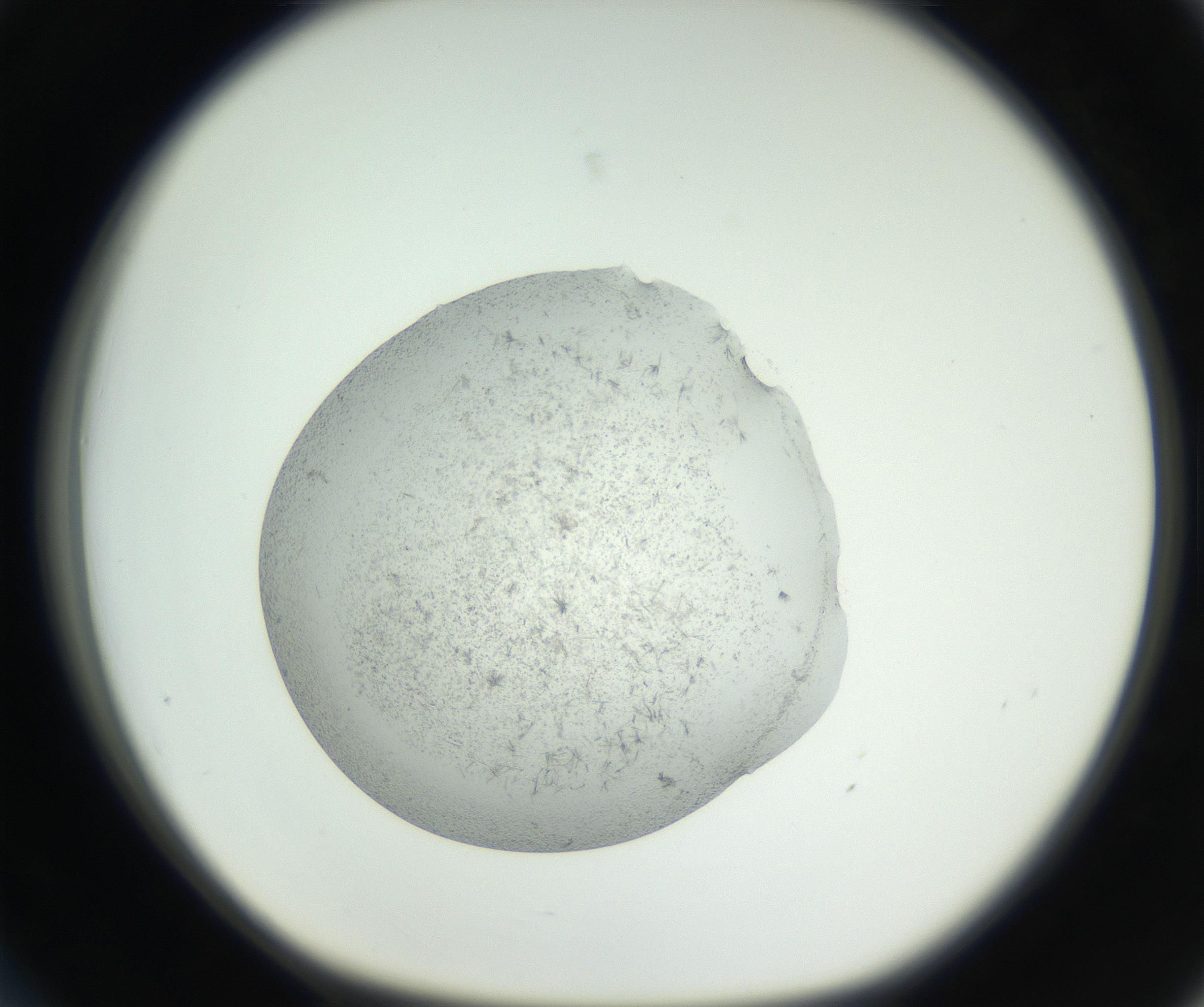 RI01_03_000_0212_Proj1_Clon1_MC_0000MC102641_007_160825_03_03_01_00_99_002_001_RAI.jpg