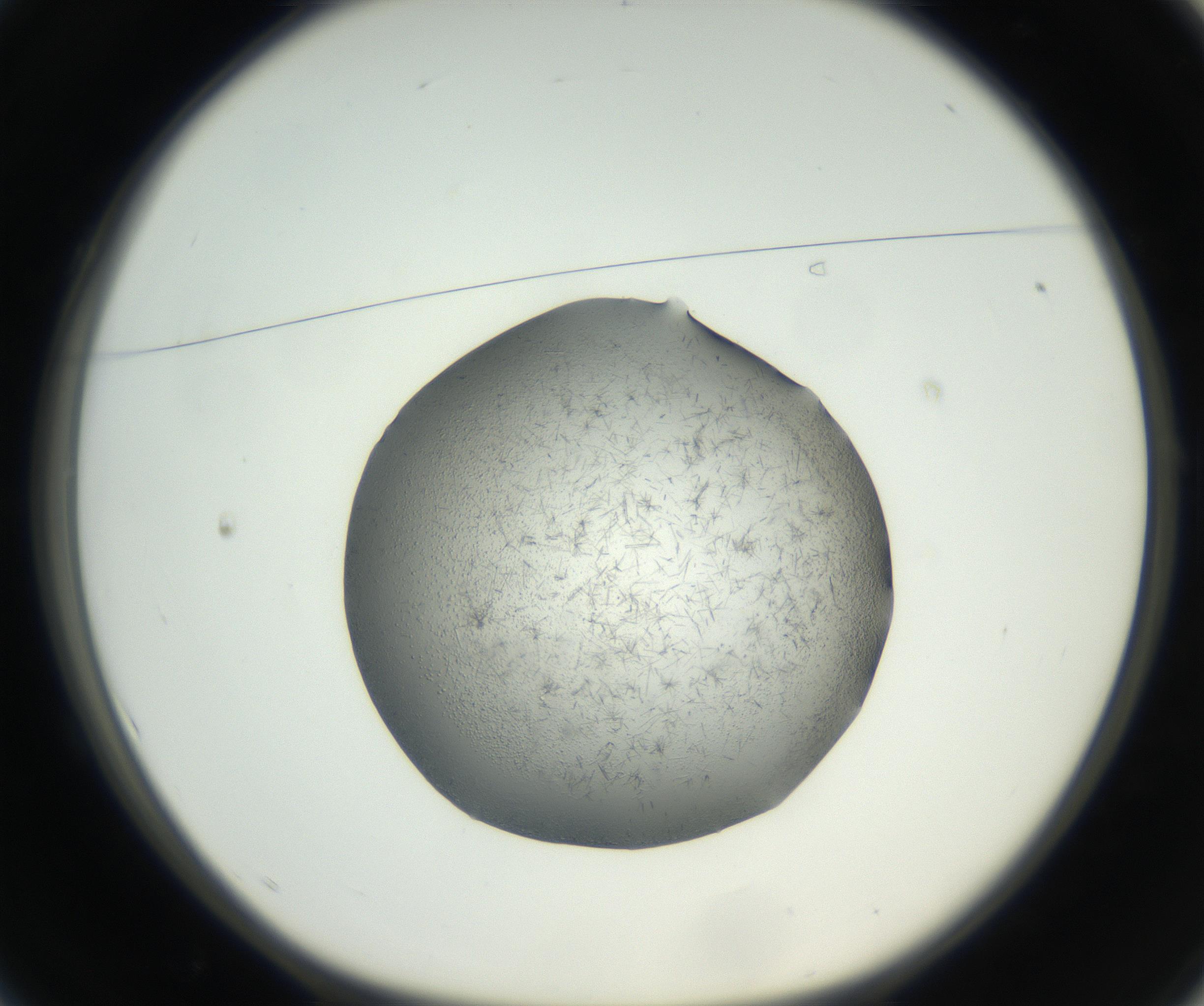 RI01_03_000_0212_Proj1_Clon1_MC_0000MC102642_002_160812_01_01_01_00_99_002_001_RAI.jpg