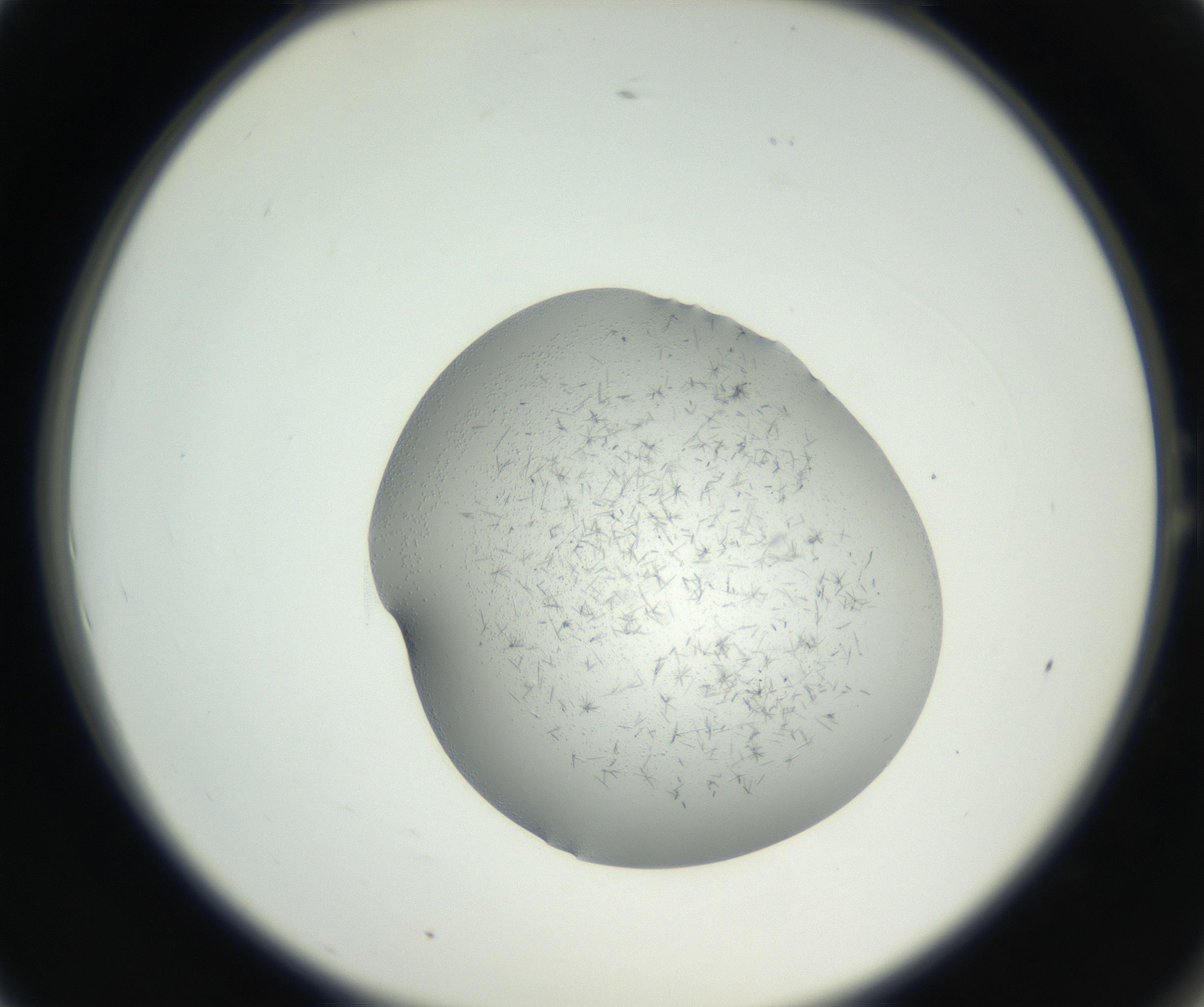 RI01_03_000_0212_Proj1_Clon1_MC_0000MC102642_002_160812_01_01_02_00_99_002_001_RAI.jpg