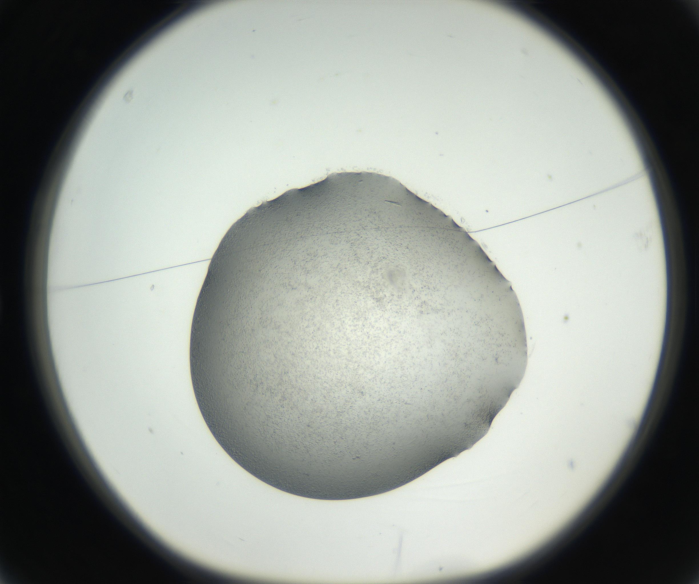 RI01_03_000_0212_Proj1_Clon1_MC_0000MC102642_002_160812_03_01_01_00_99_002_001_RAI.jpg