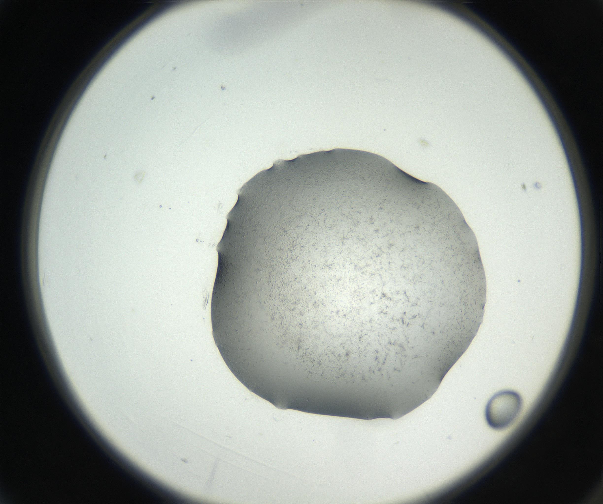 RI01_03_000_0212_Proj1_Clon1_MC_0000MC102642_002_160812_03_01_02_00_99_002_001_RAI.jpg