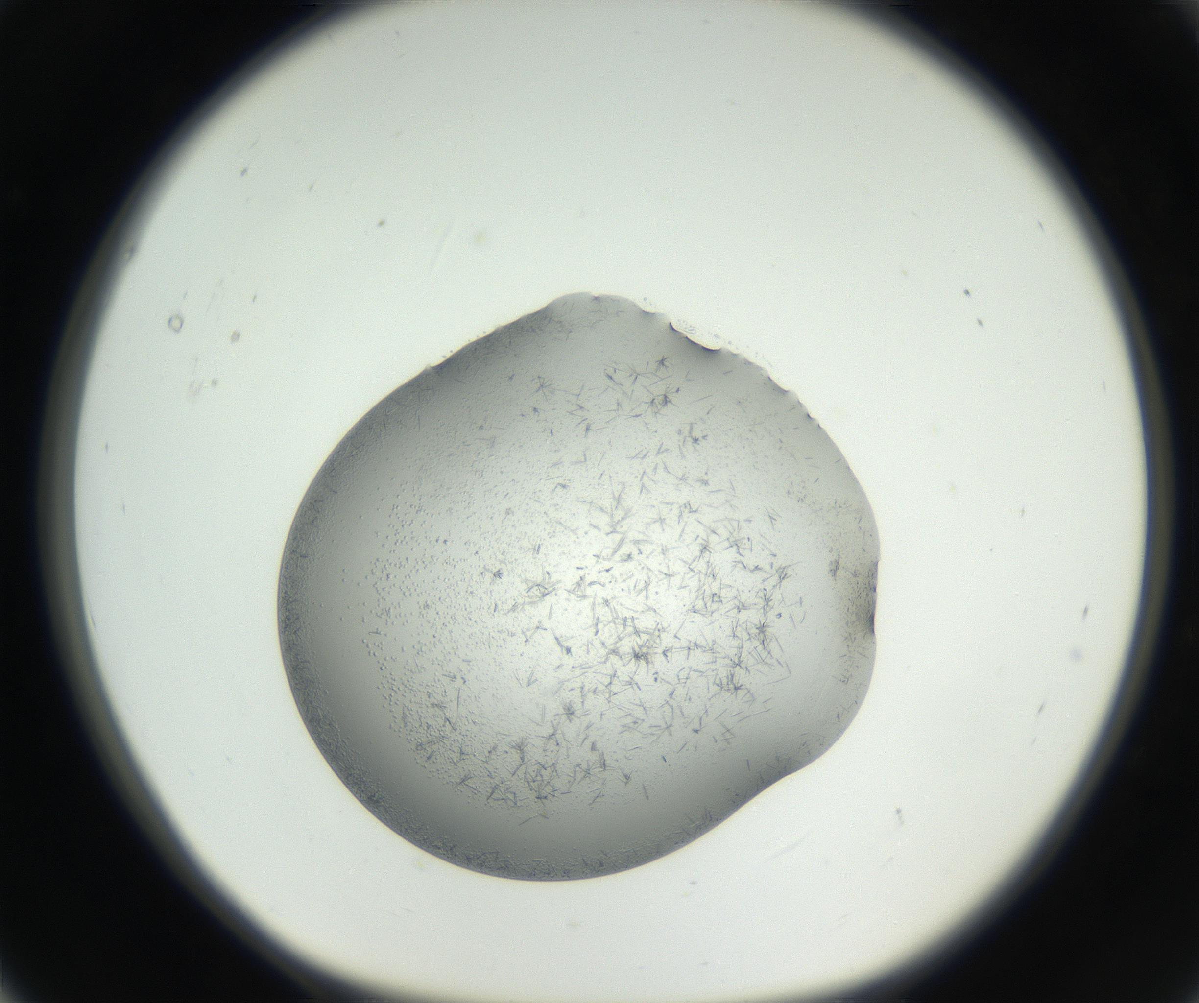 RI01_03_000_0212_Proj1_Clon1_MC_0000MC102642_002_160812_05_01_01_00_99_002_001_RAI.jpg