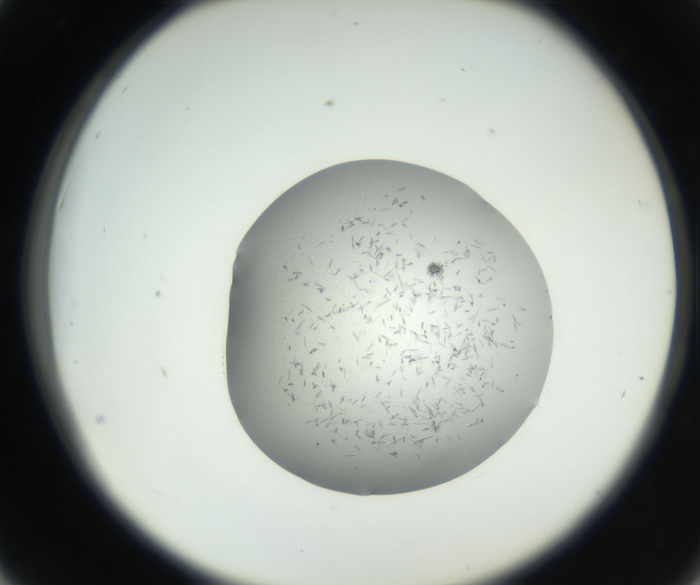 RI01_03_000_0212_Proj1_Clon1_MC_0000MC102642_002_160812_06_04_02_00_99_002_001_RAI.jpg