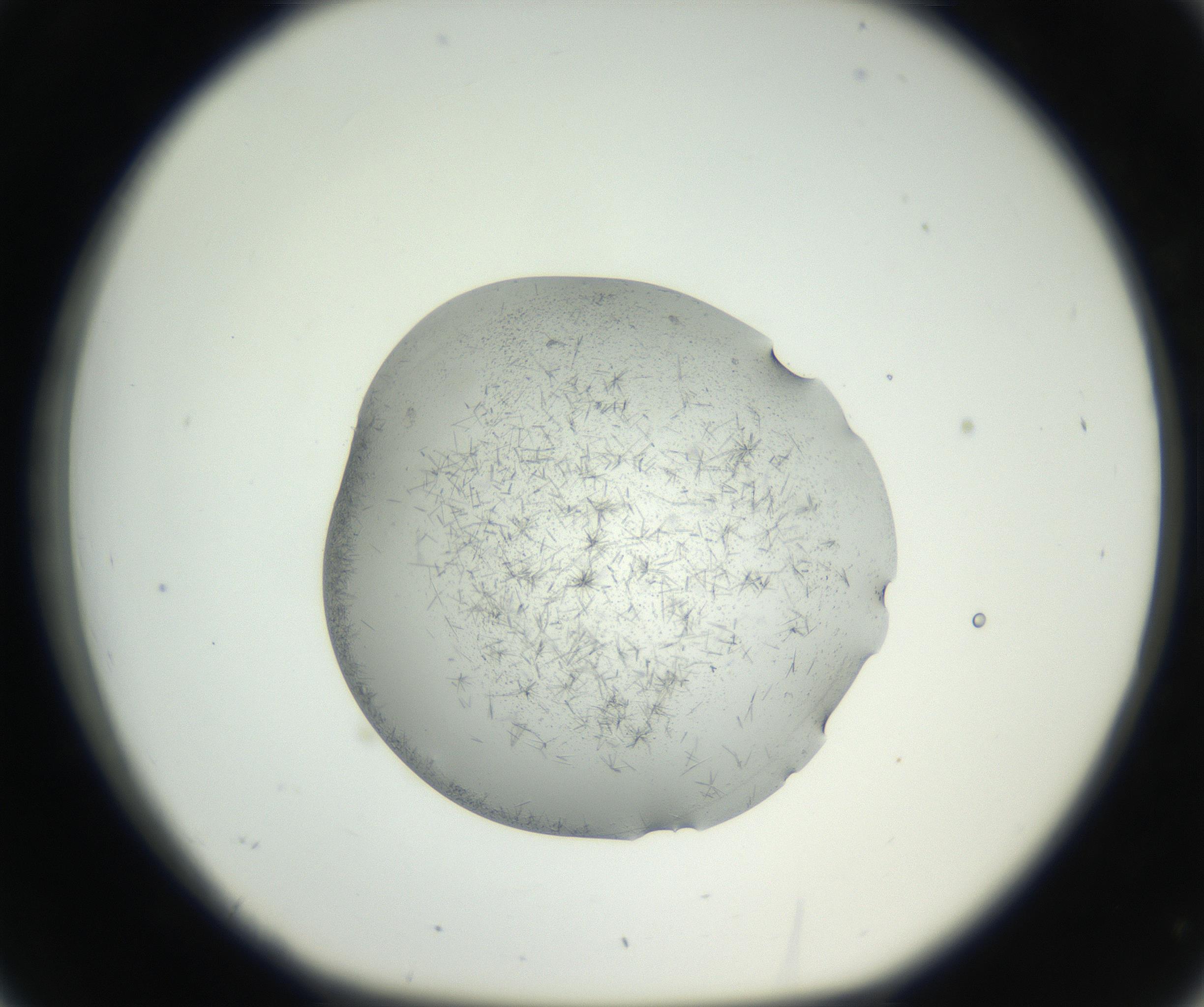 RI01_03_000_0212_Proj1_Clon1_MC_0000MC102642_004_160816_02_03_01_00_99_002_001_RAI.jpg