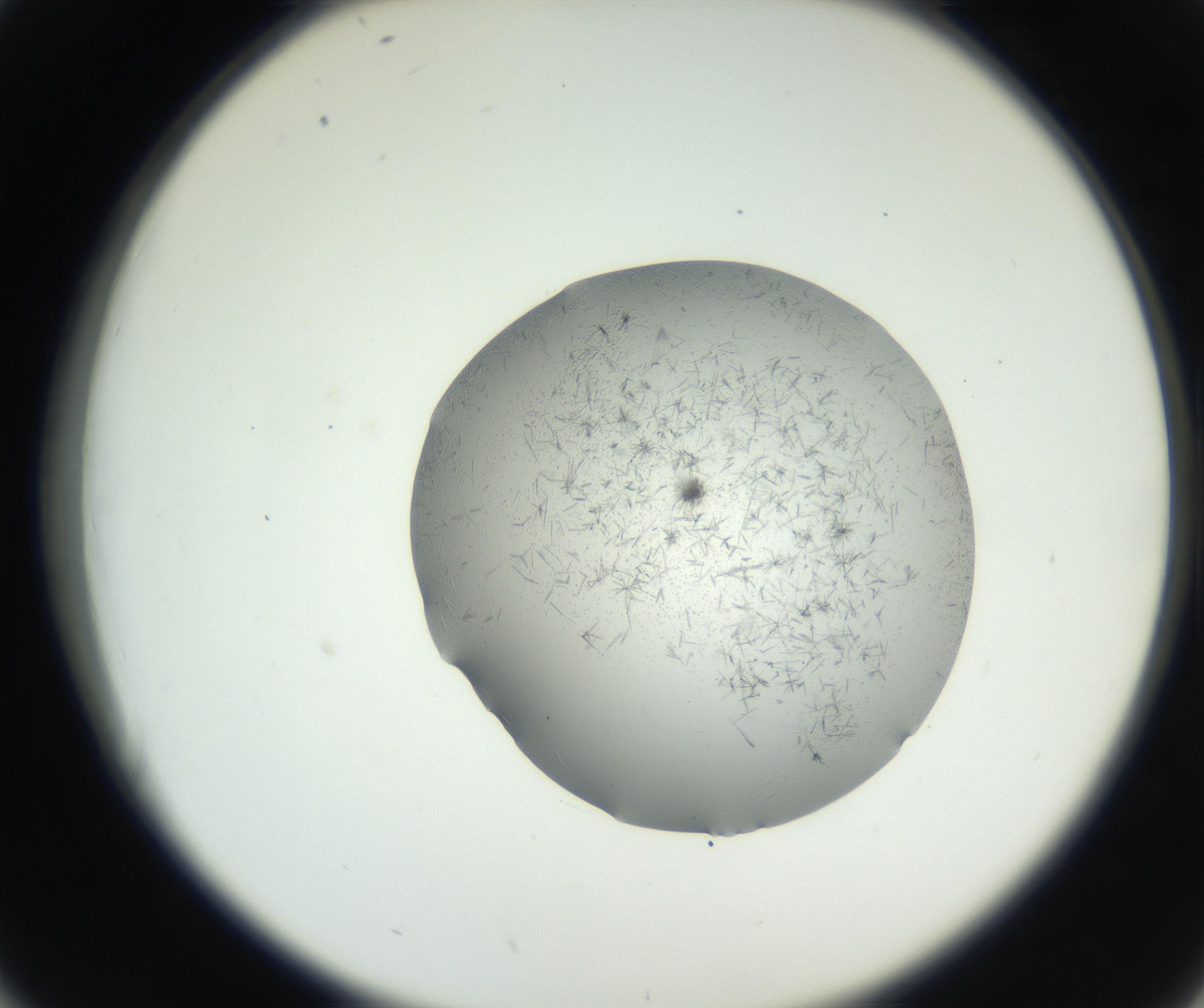 RI01_03_000_0212_Proj1_Clon1_MC_0000MC102642_004_160816_02_04_02_00_99_002_001_RAI.jpg