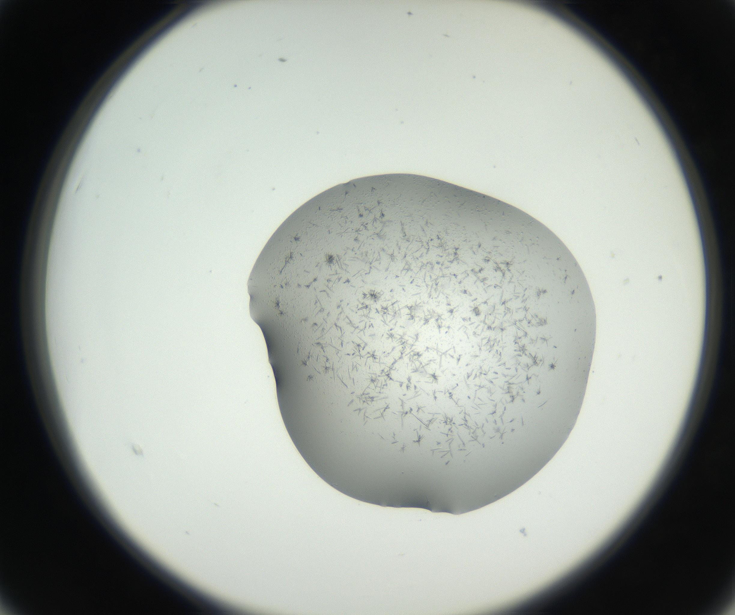 RI01_03_000_0212_Proj1_Clon1_MC_0000MC102642_004_160816_03_02_02_00_99_002_001_RAI.jpg