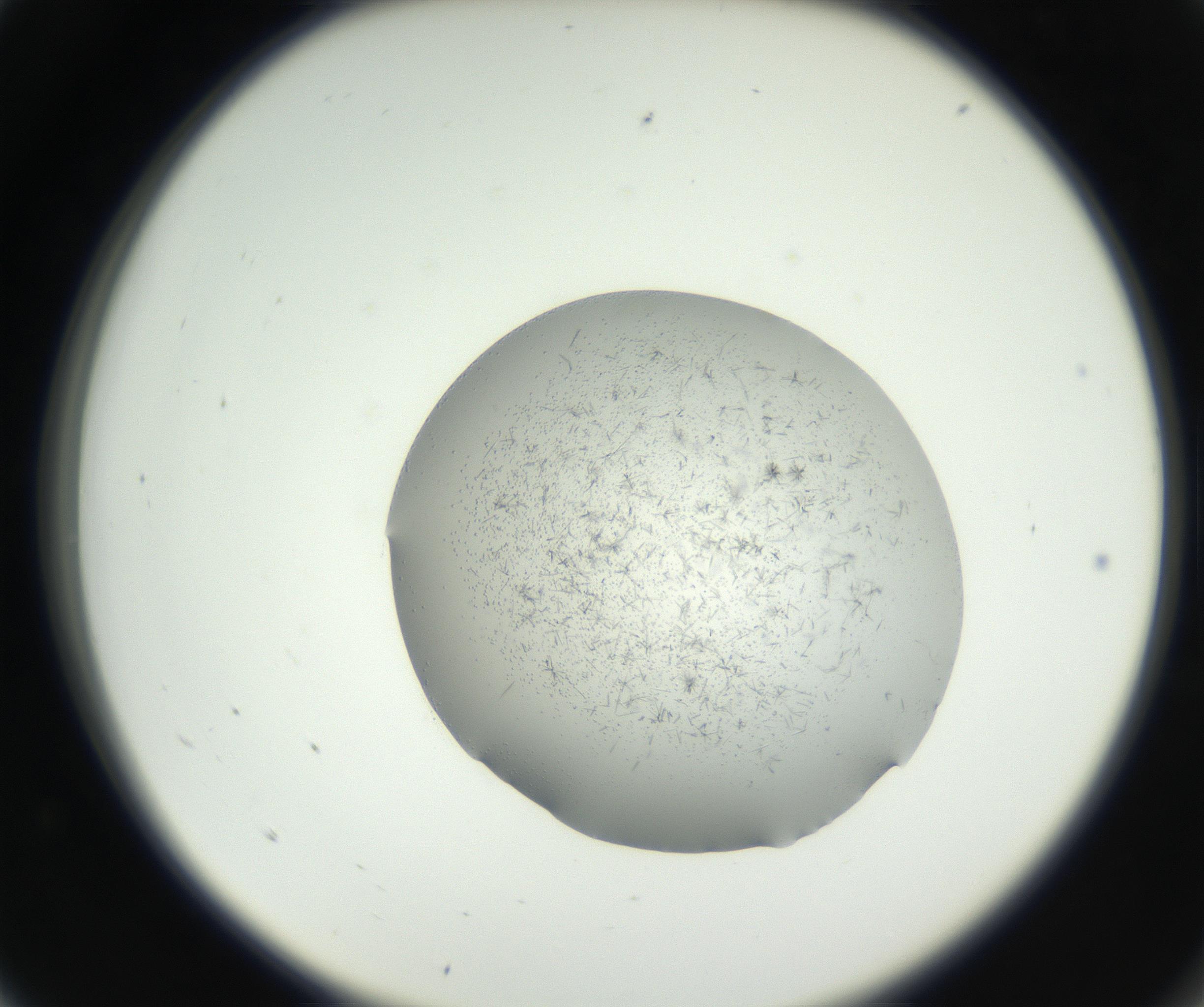 RI01_03_000_0212_Proj1_Clon1_MC_0000MC102642_004_160816_05_01_02_00_99_002_001_RAI.jpg