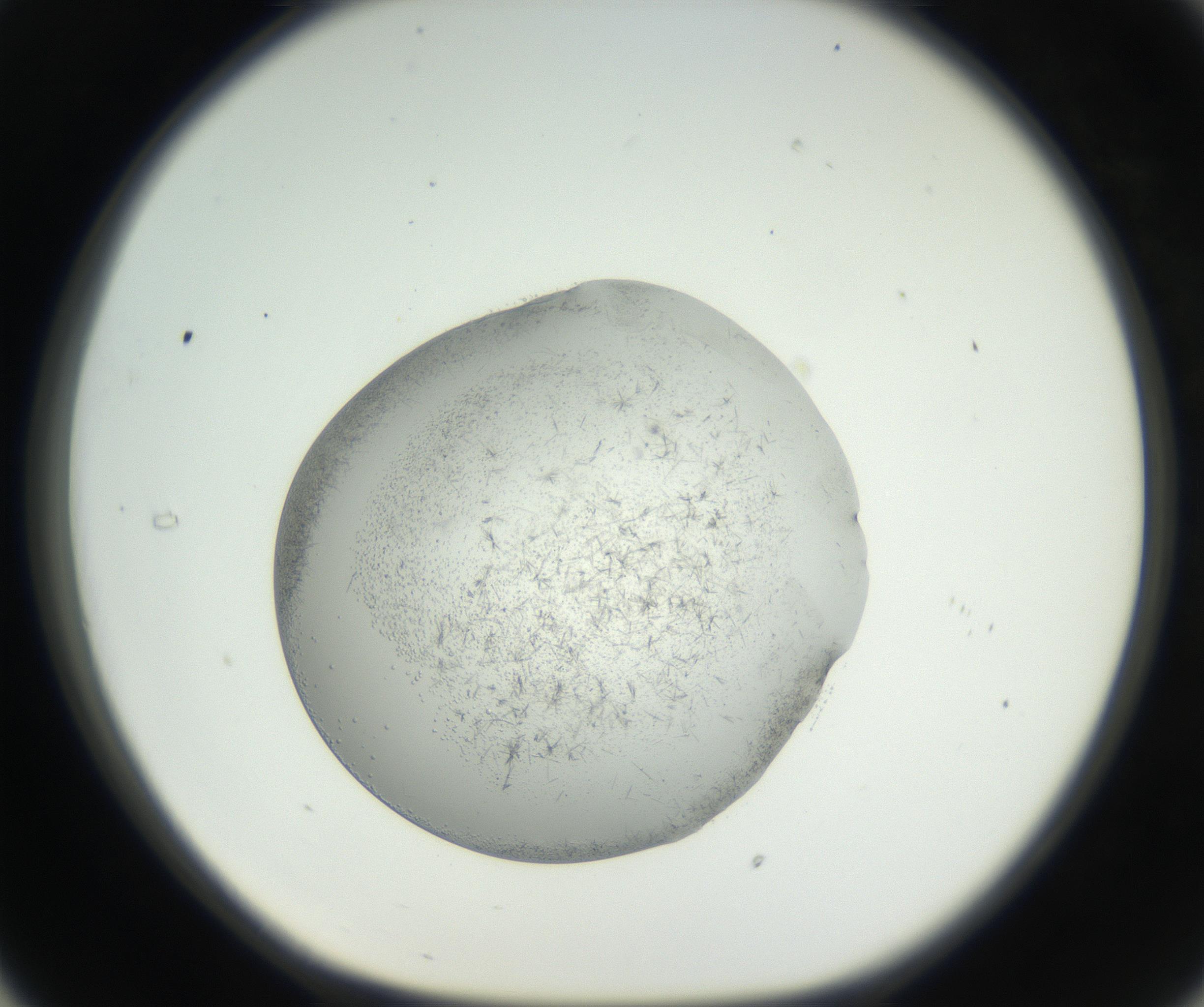 RI01_03_000_0212_Proj1_Clon1_MC_0000MC102642_004_160816_05_03_01_00_99_002_001_RAI.jpg